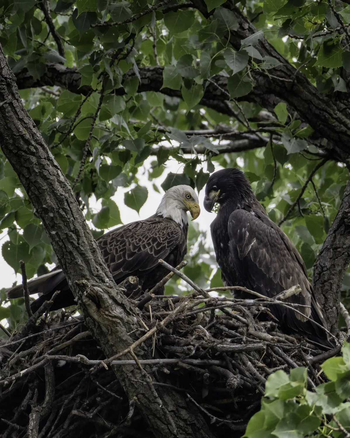 2 eagles.jpg
