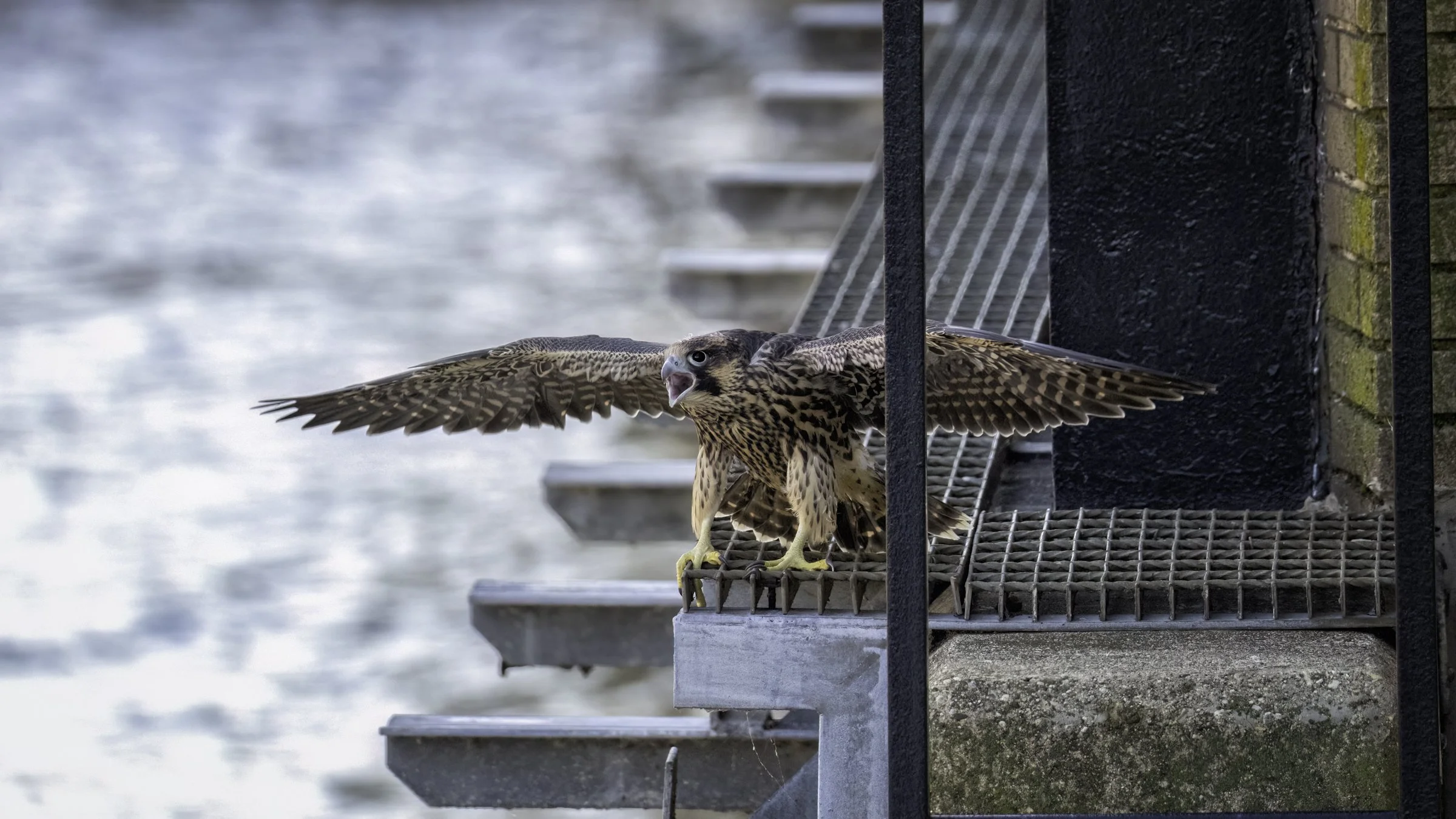 falcon 4 catwalk.jpg