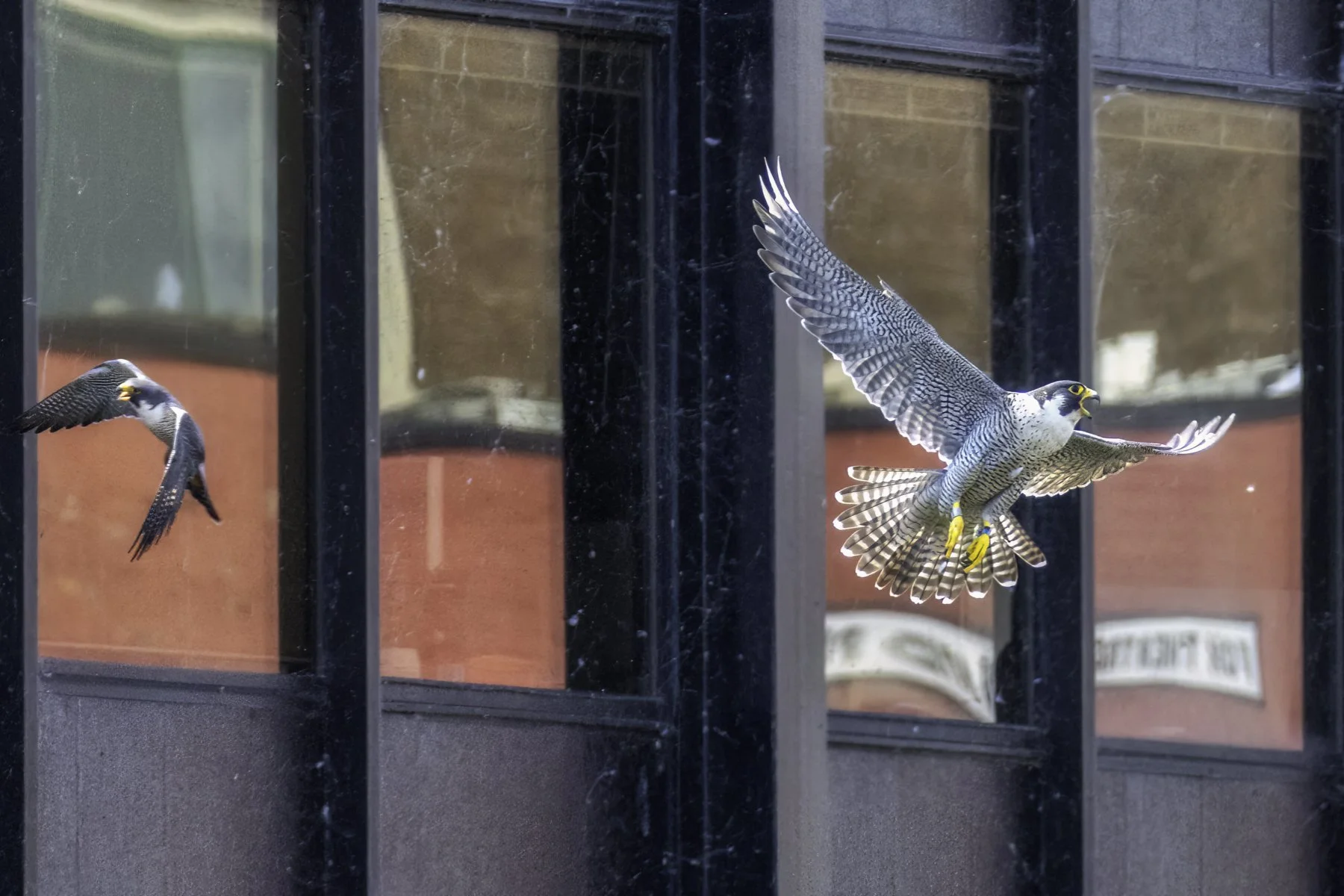 falcon day 5 13.jpg