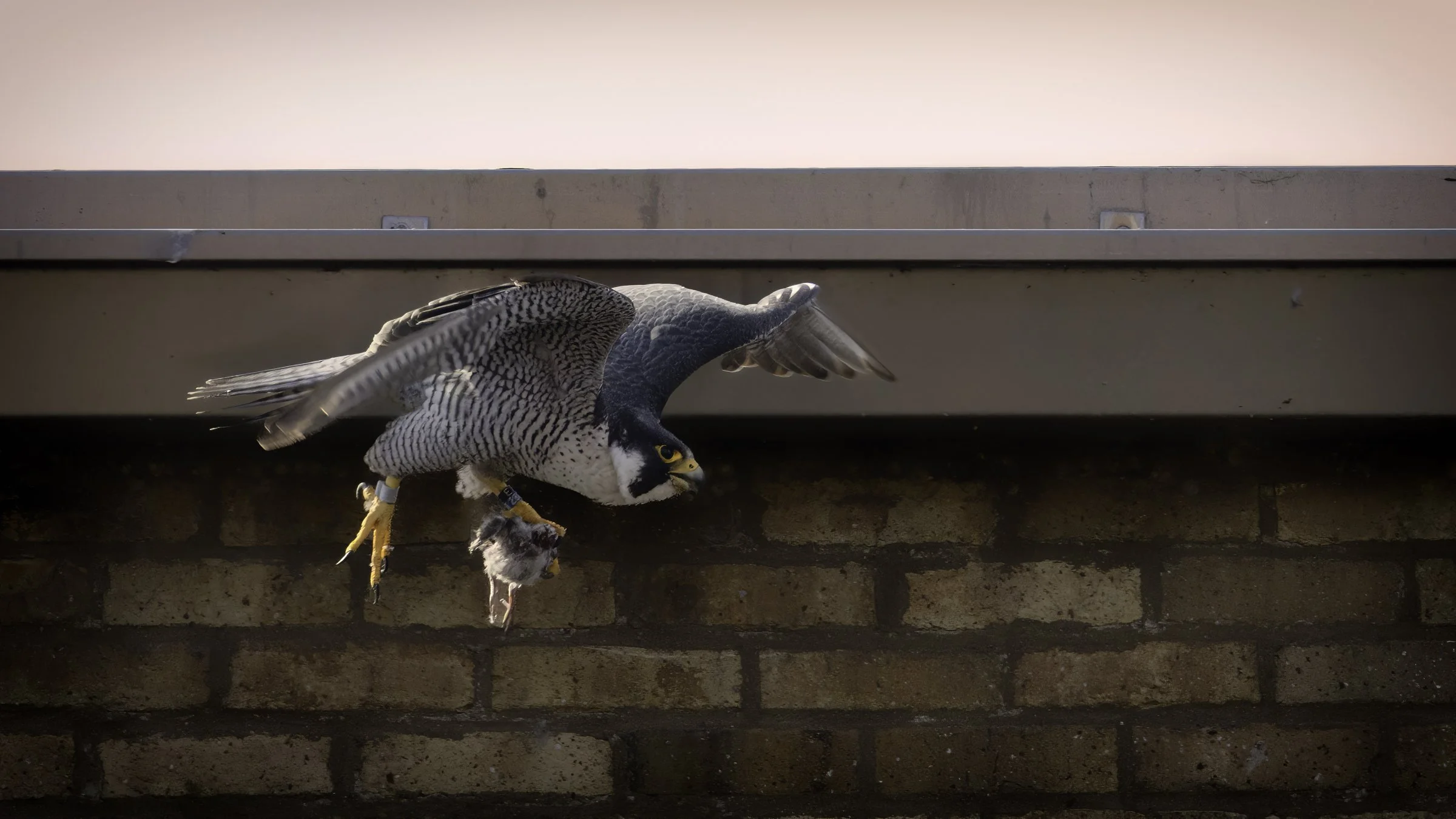 Falcon day 3 7.jpg