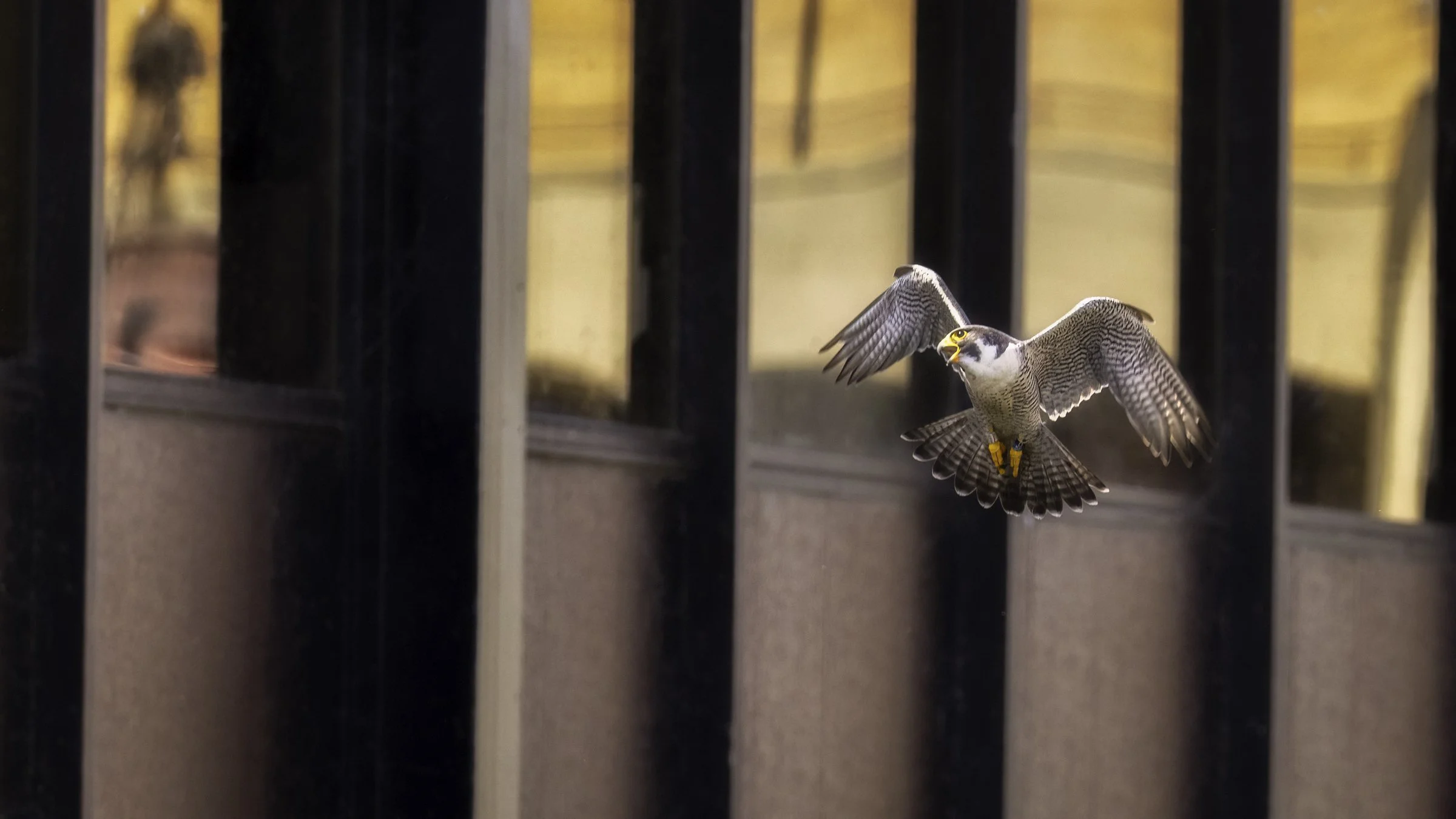 Falcon gold 1.jpg