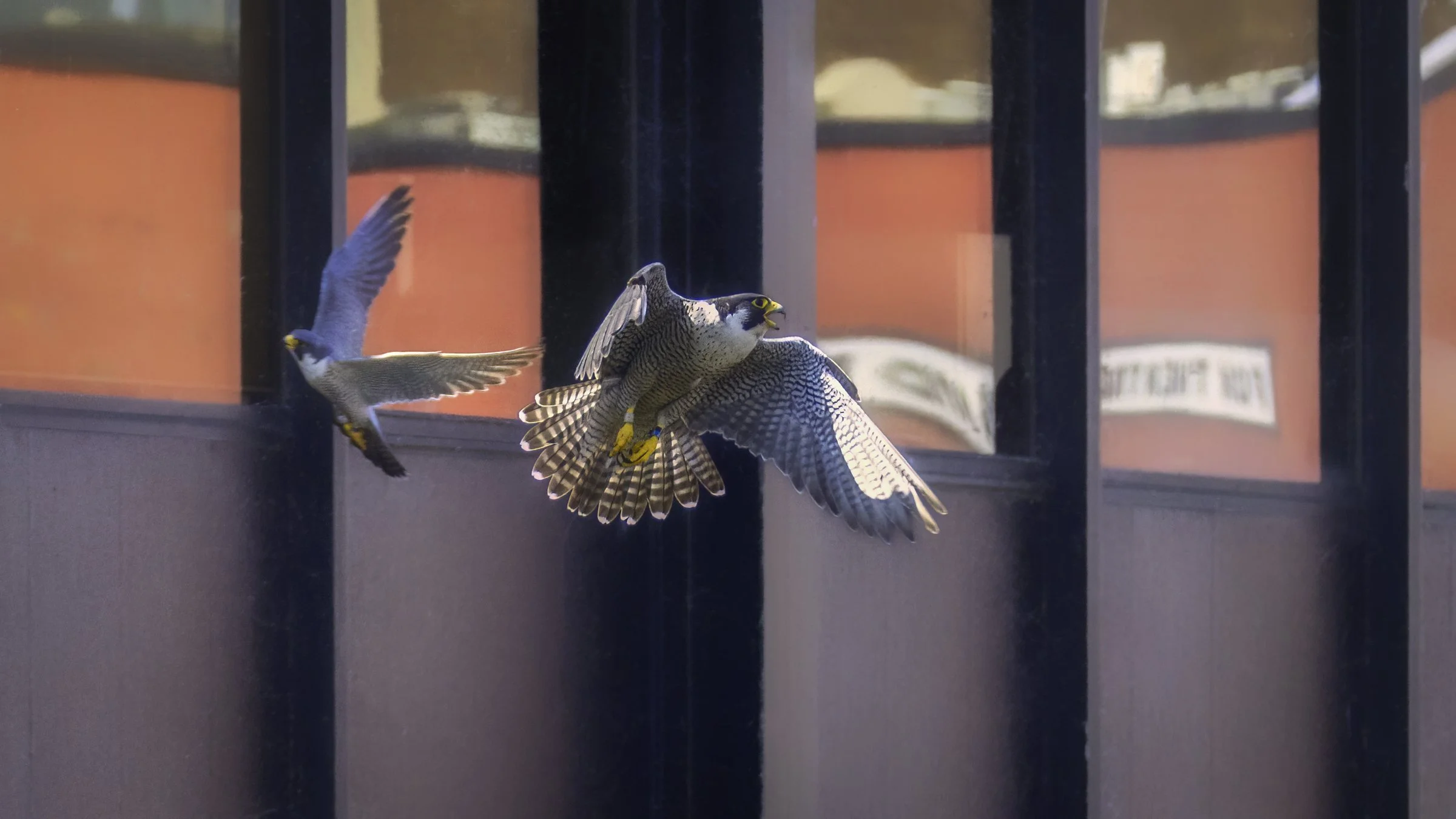 falcon chase 4 16x9.jpg