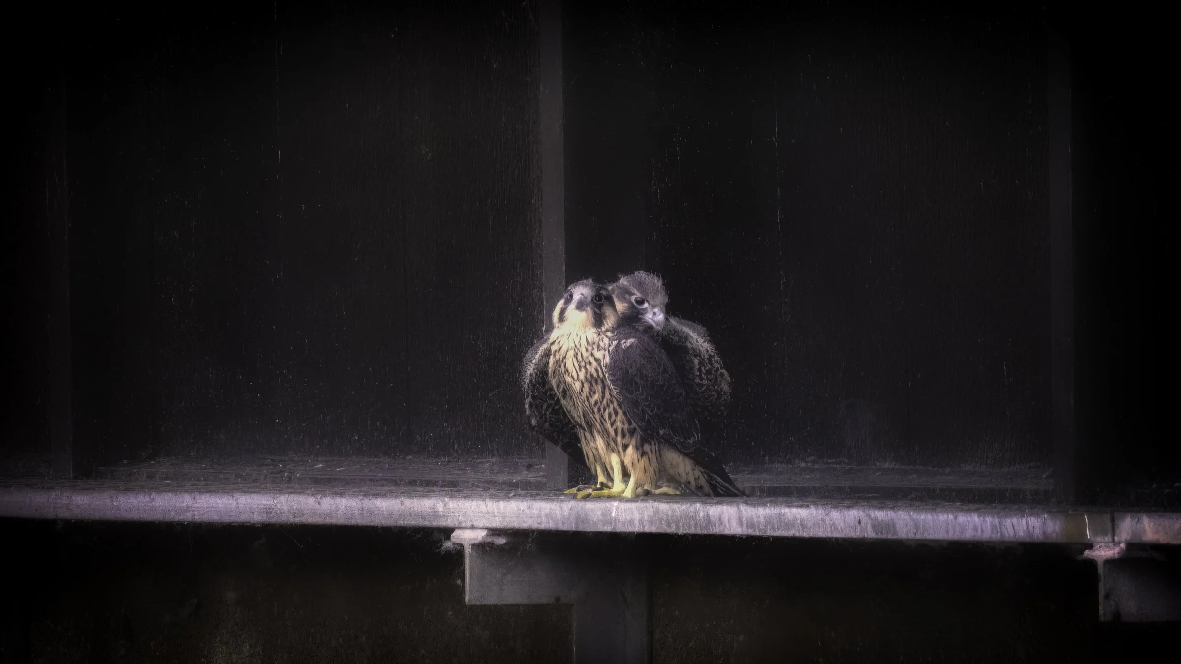 falcons 2 babies together redo.jpg