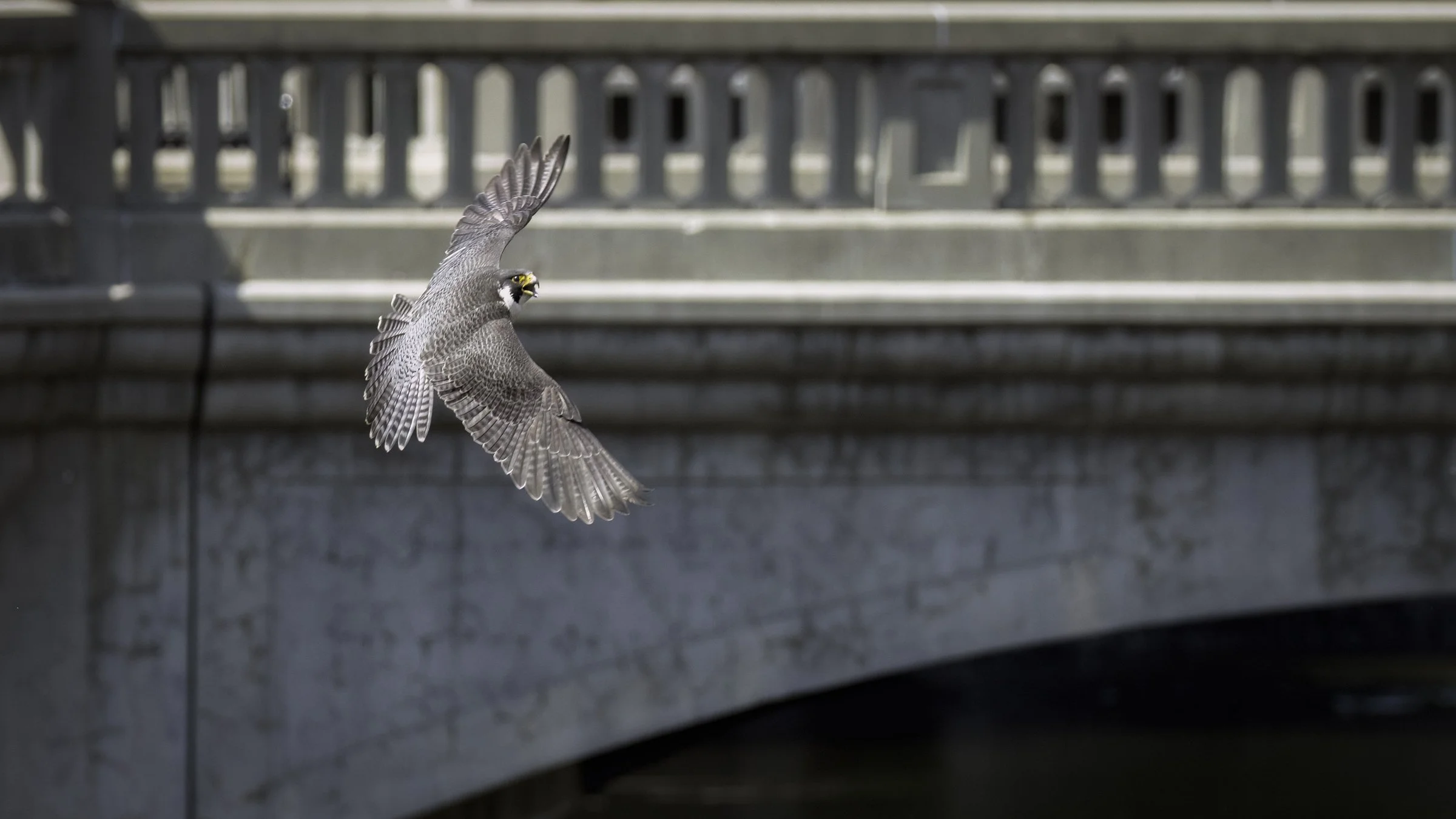 falcon and bridge 3.jpg