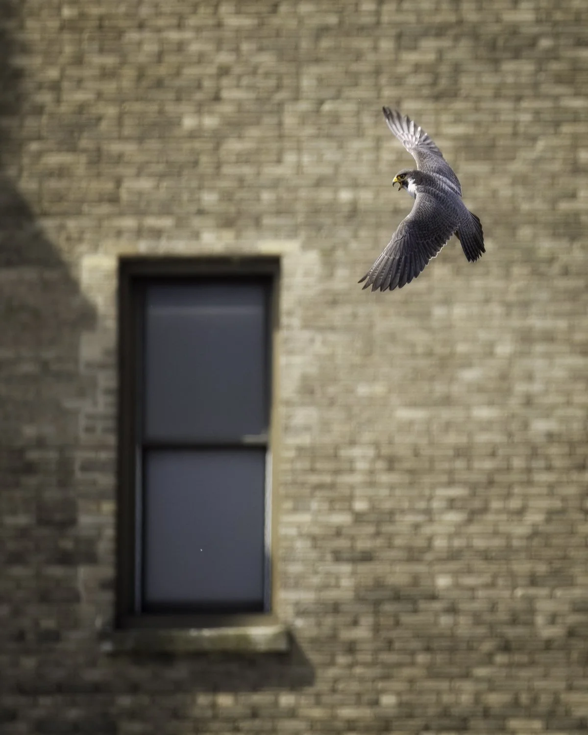 falcon on brick 2.jpg