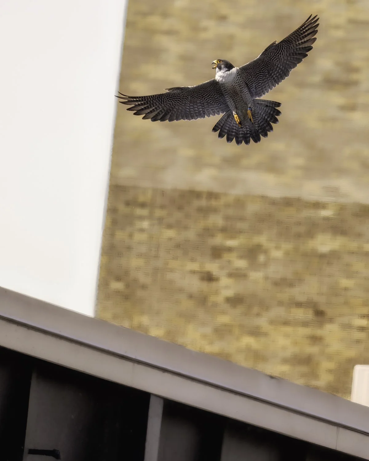 falcon going up.jpg