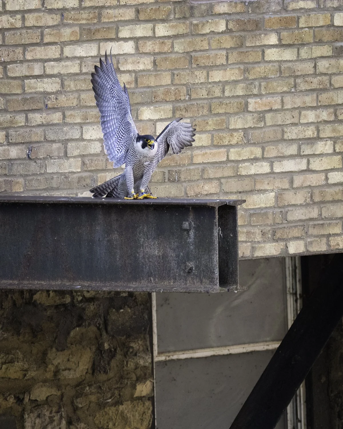 falcon on beam 2.jpg