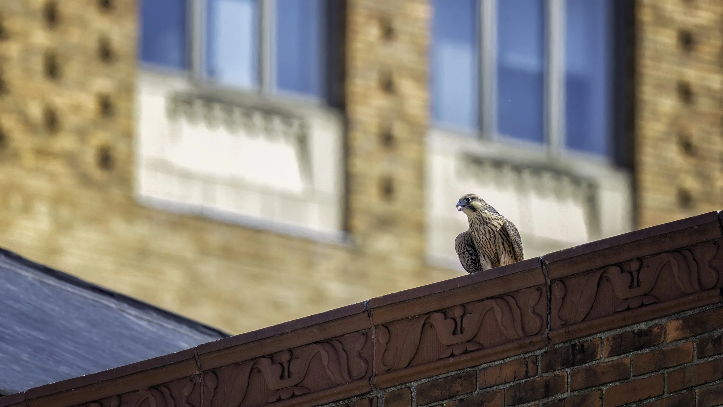 falcon on roof solo.jpg