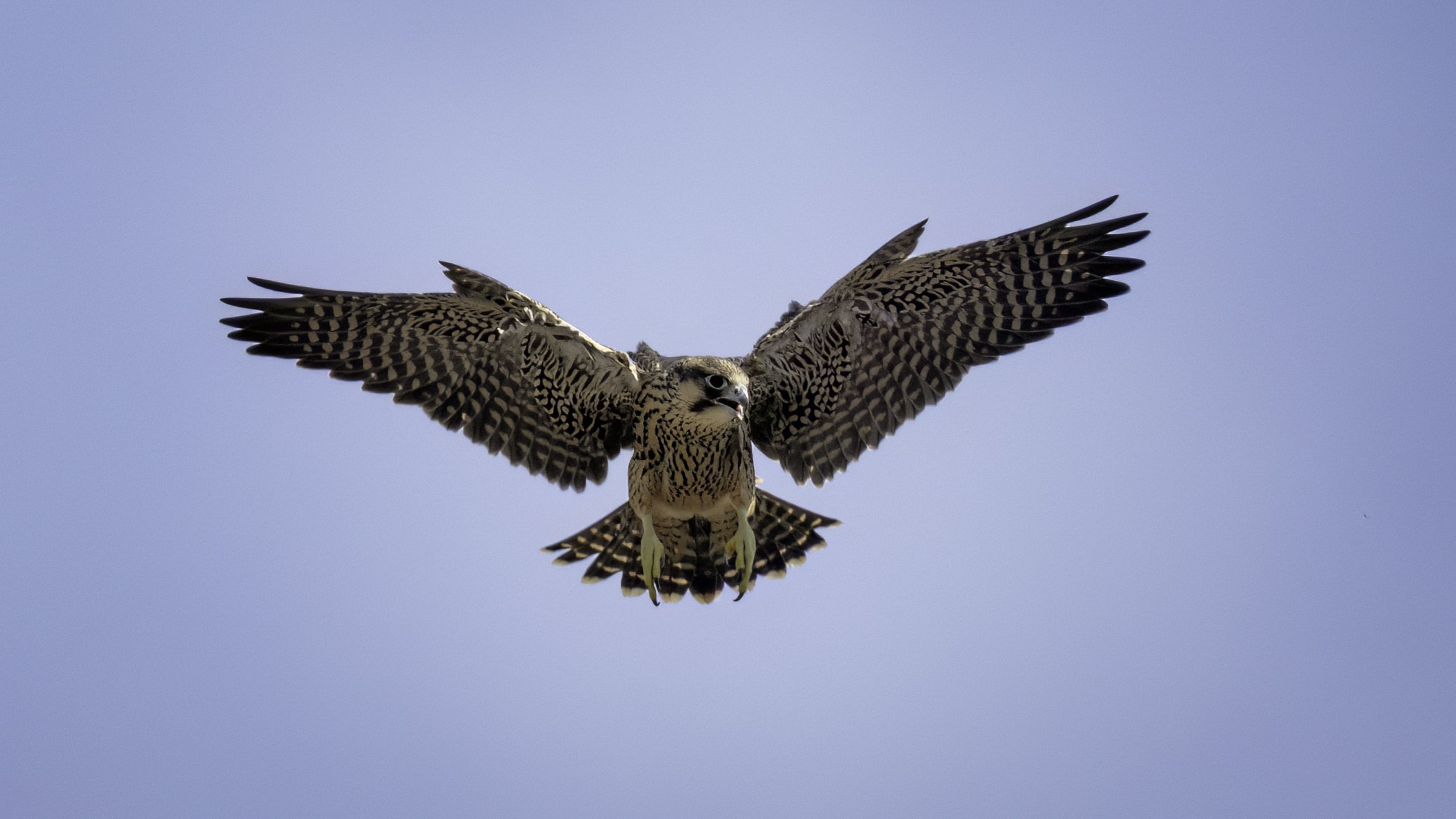 falcon first flight solo.jpg