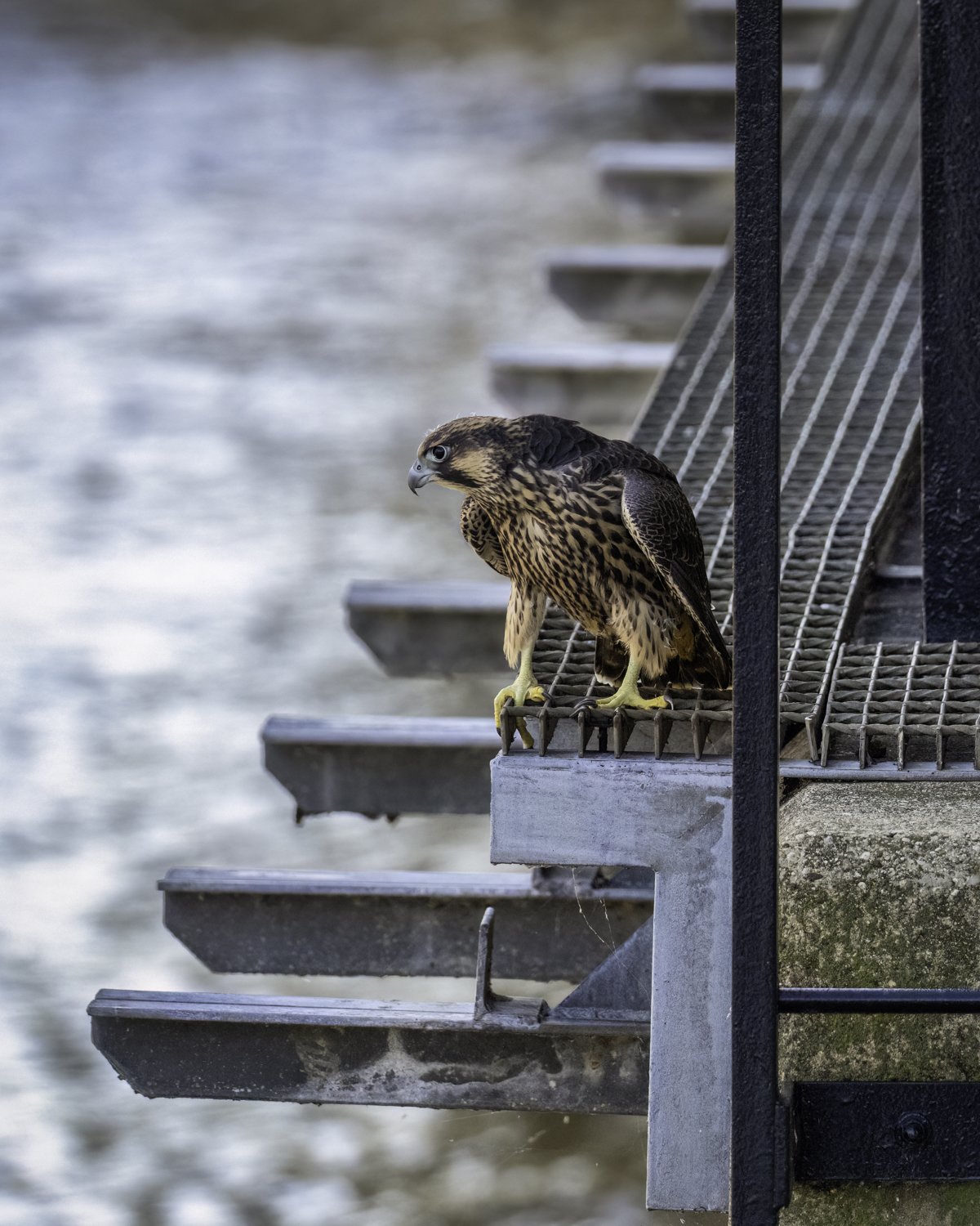 4th chick catwalk clean.jpg
