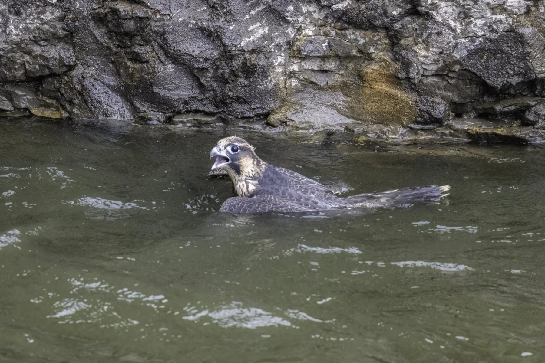 falcon in water 3.jpg