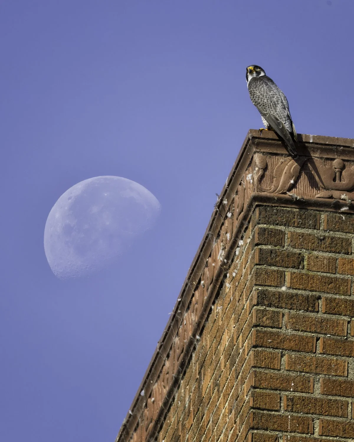 falcon and moon 2-1.jpg