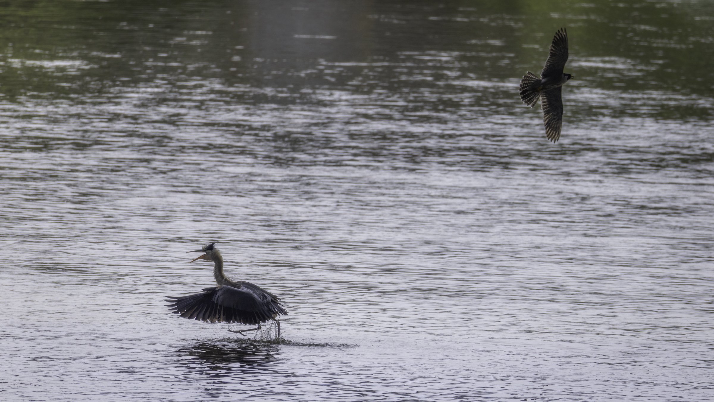 falcon and blue heron.jpg