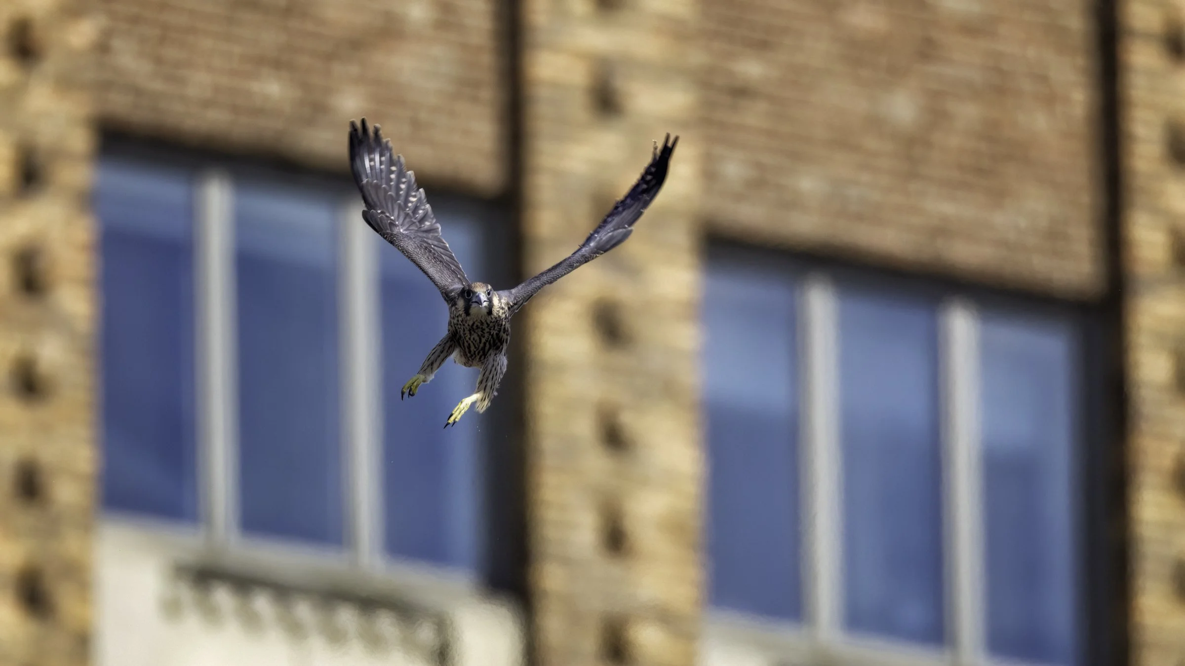 Falcon 1st flight b.jpg