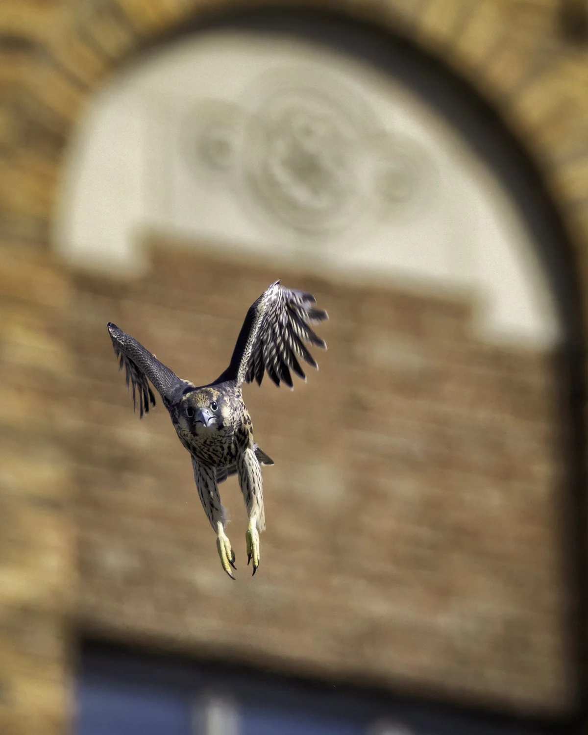 falcon 1st flight f.jpg