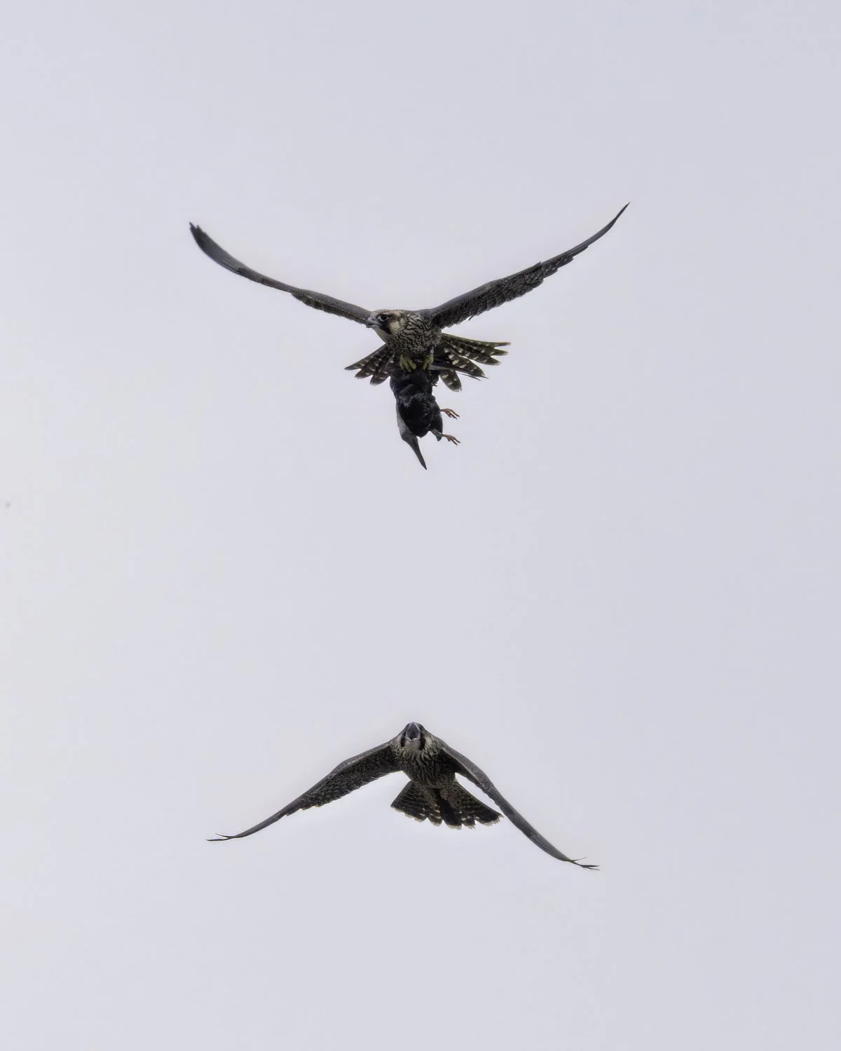 falcons feeding 11.jpg