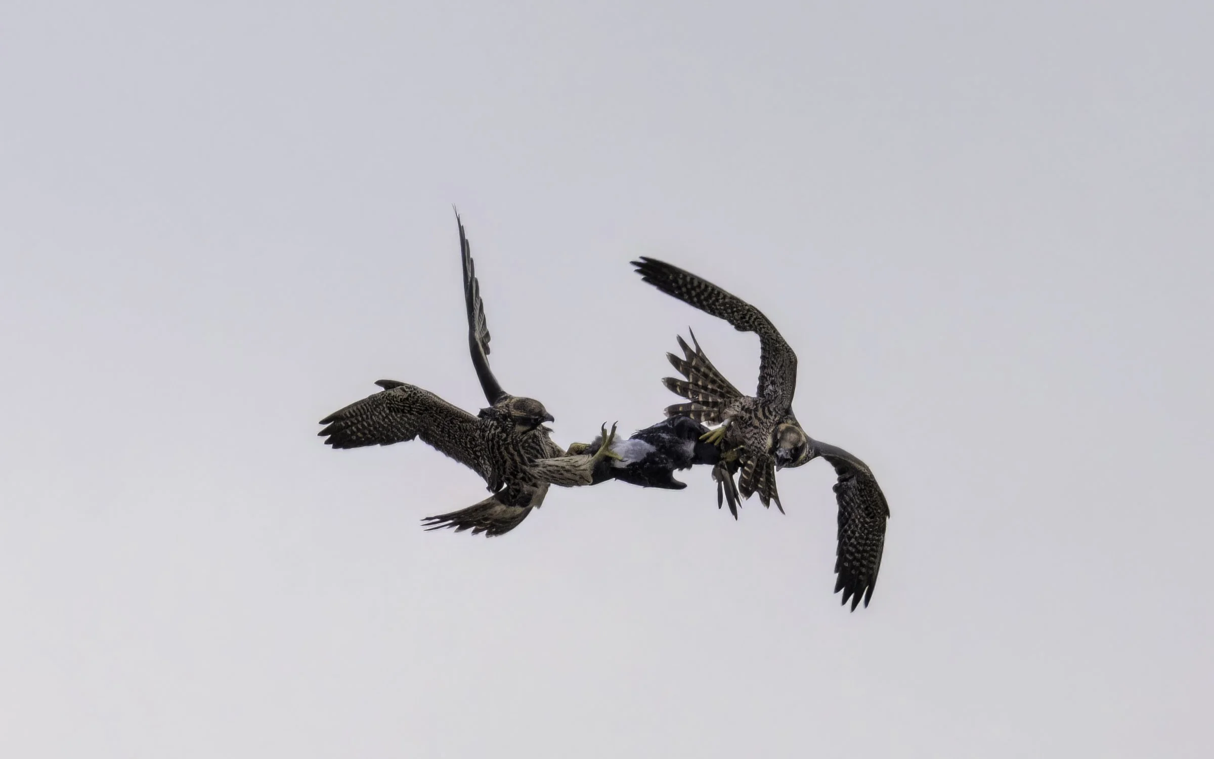 falcons feeding 12.jpg