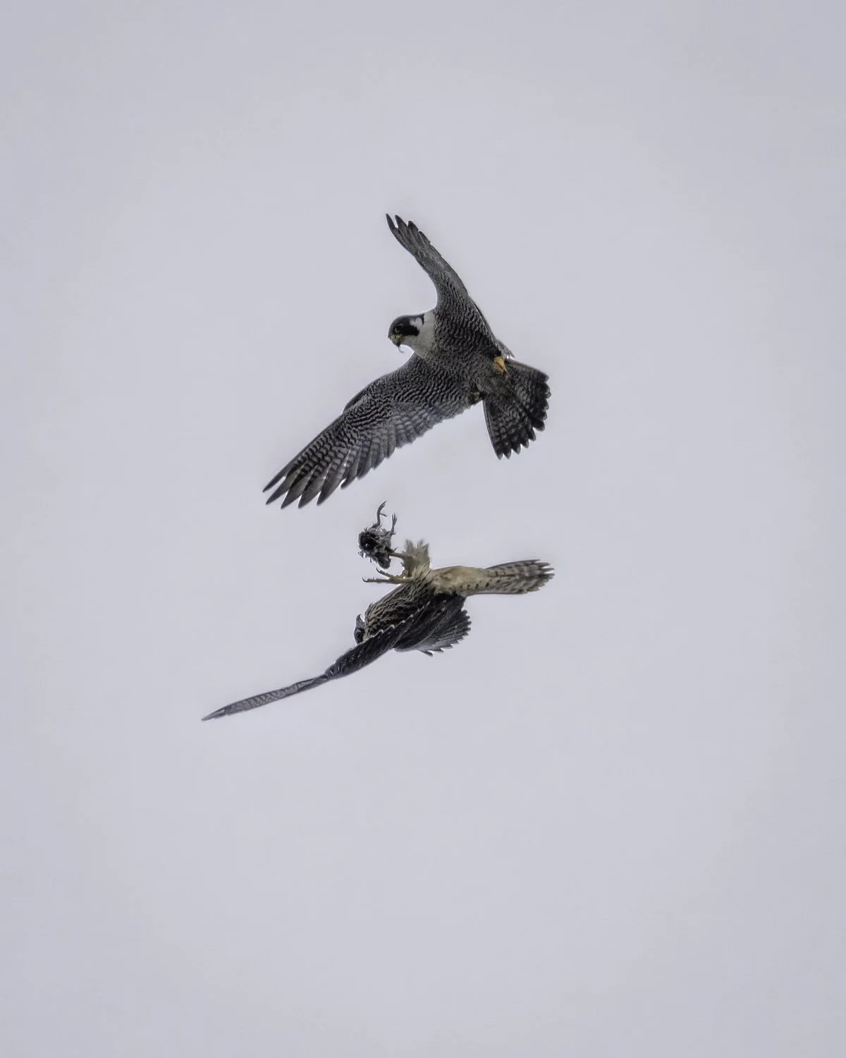 falcons feeding 1.jpg