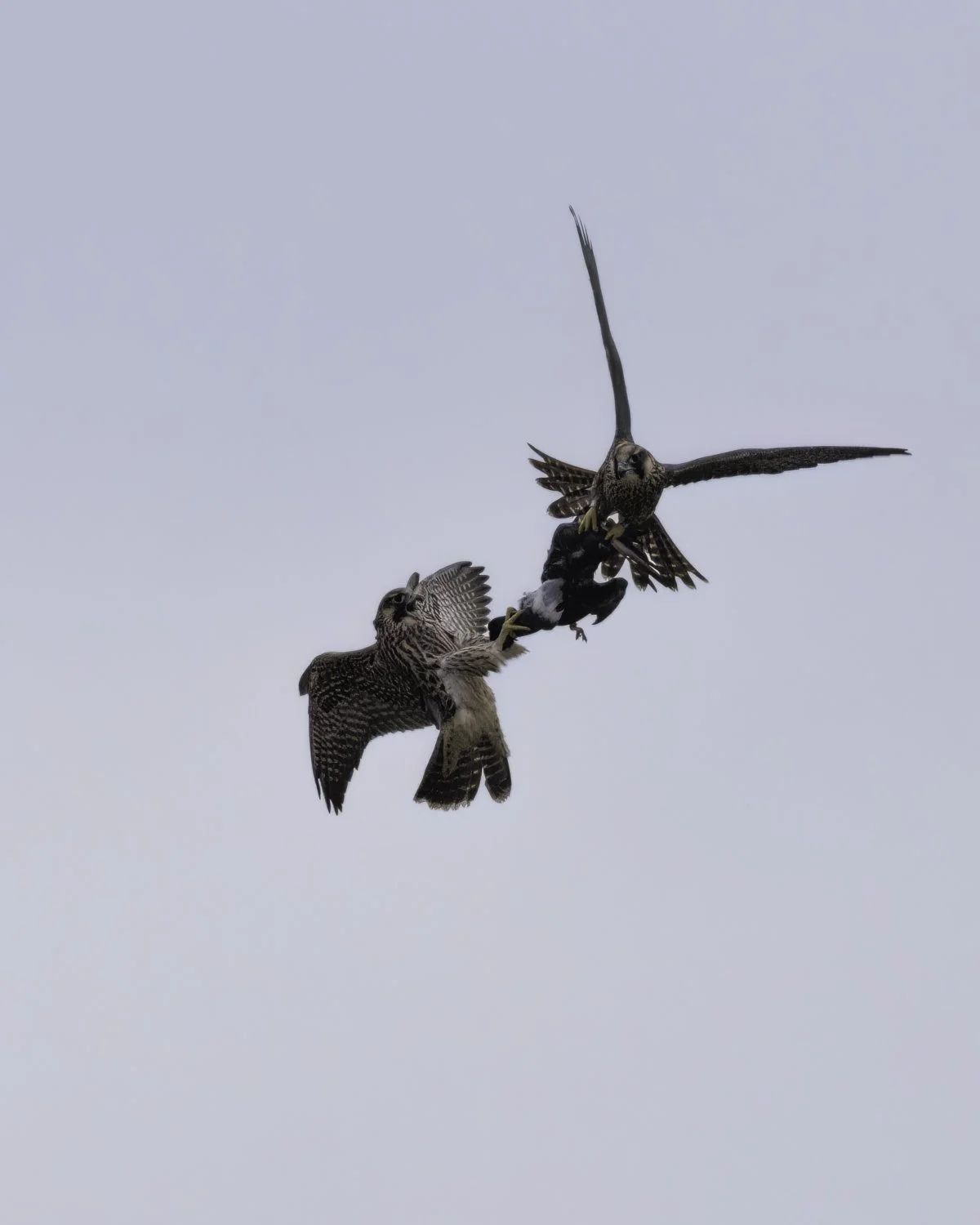 falcons feeding 4.jpg