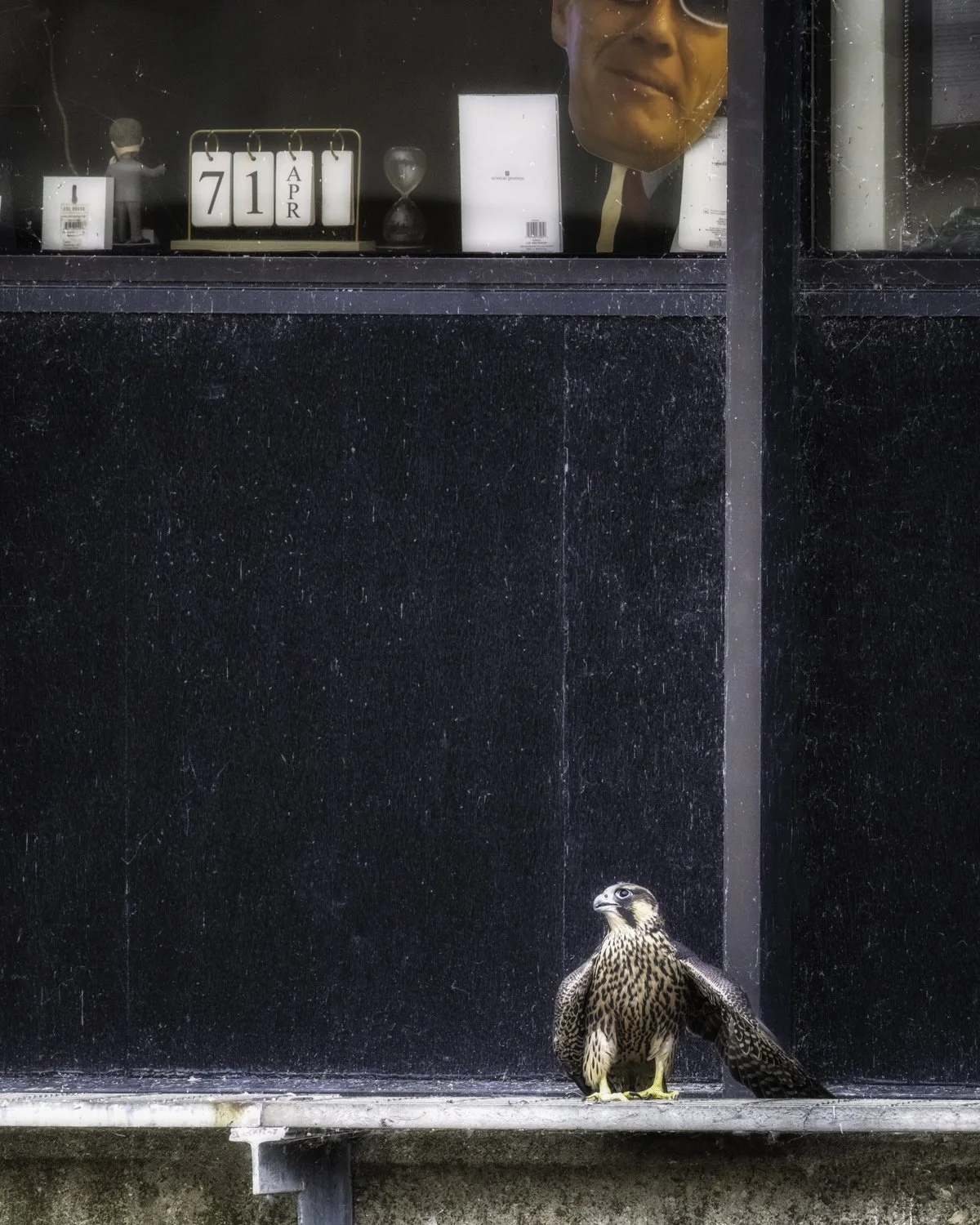 falcon and head 4x5.jpg