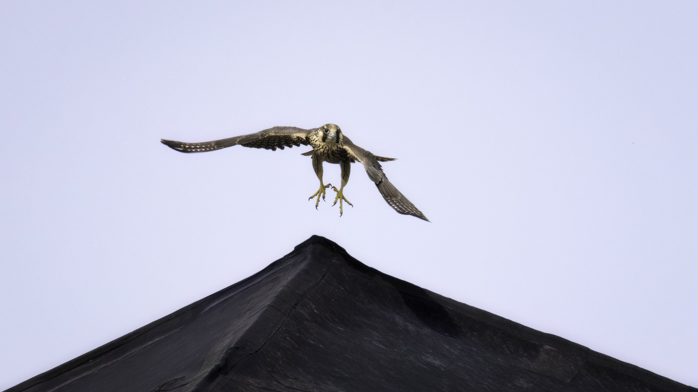falcon flying 3.jpg