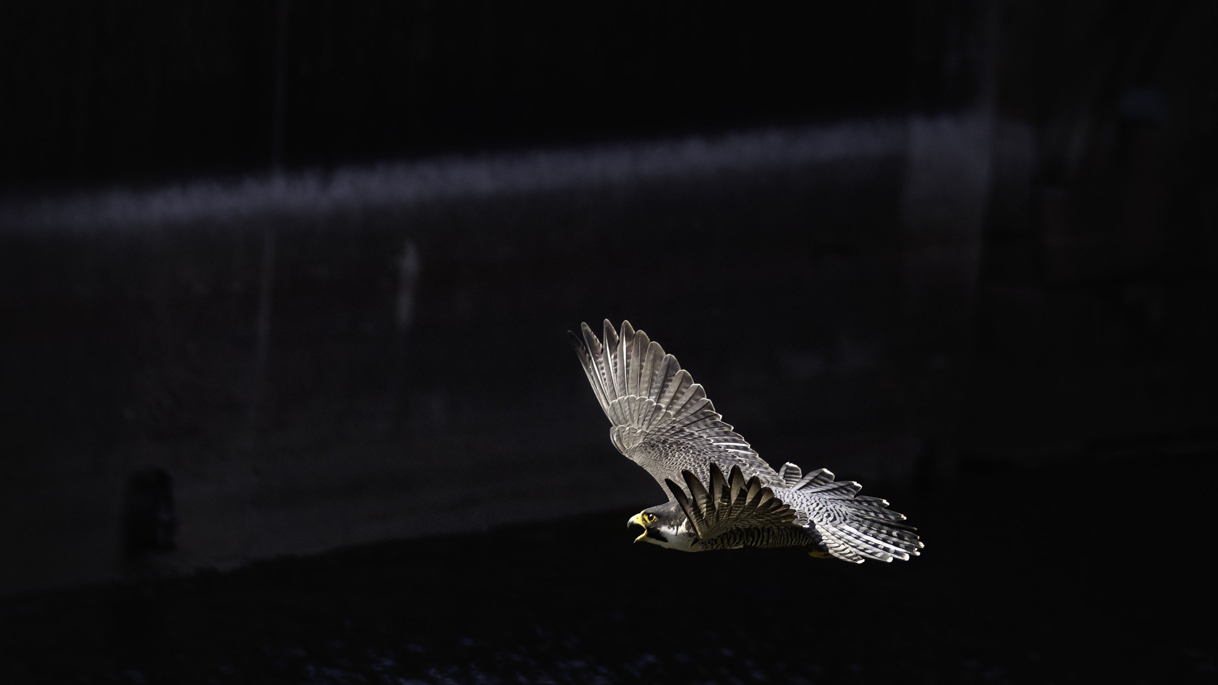 falcon under bridge 1.jpg