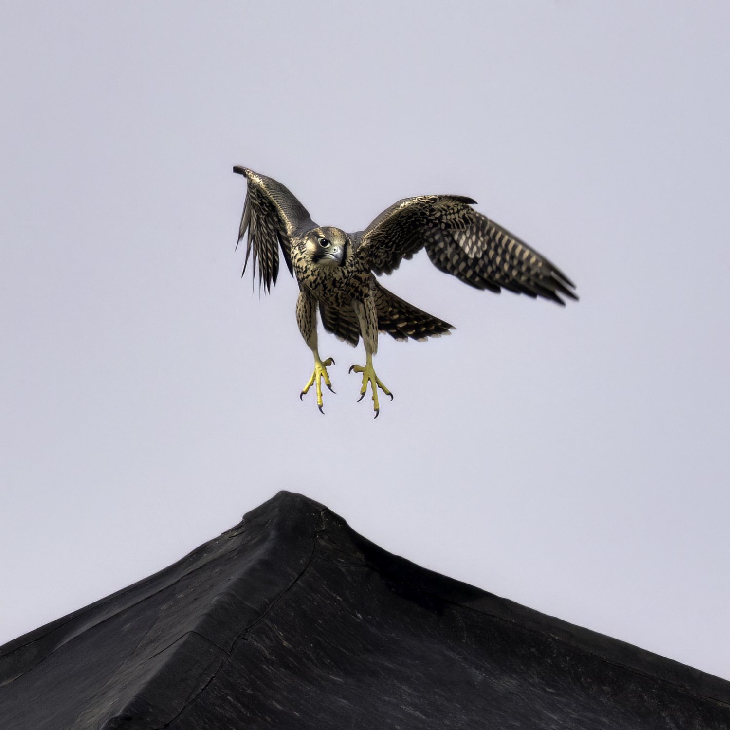 falcon young sq.jpg