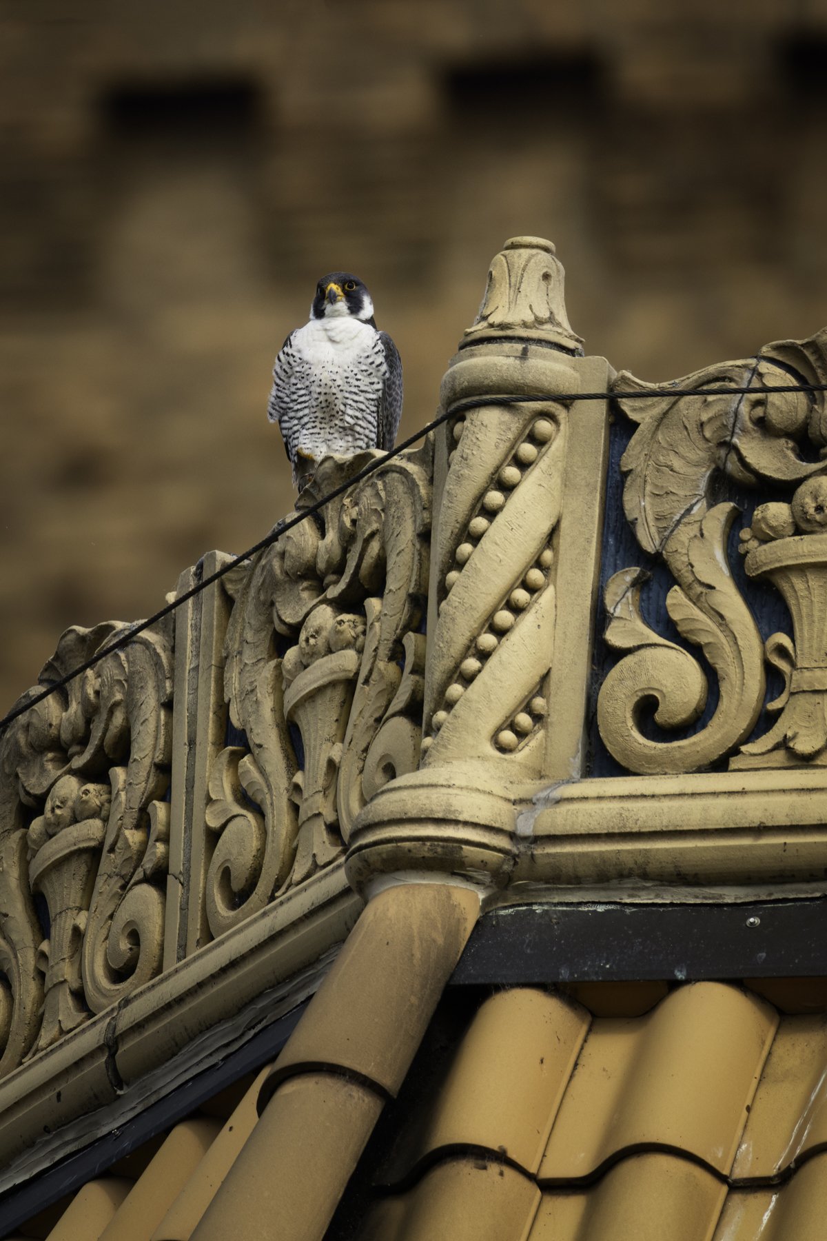 falcon day 2 27.jpg