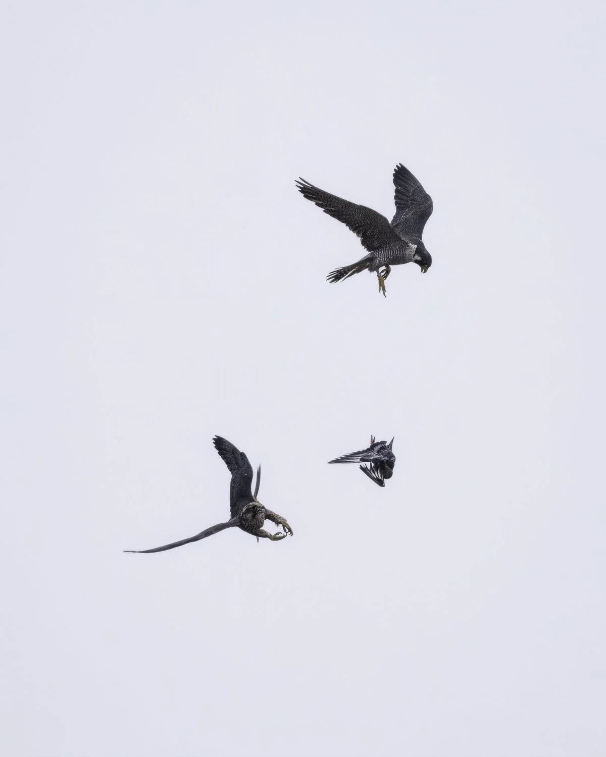Flacons feeding-1.jpg