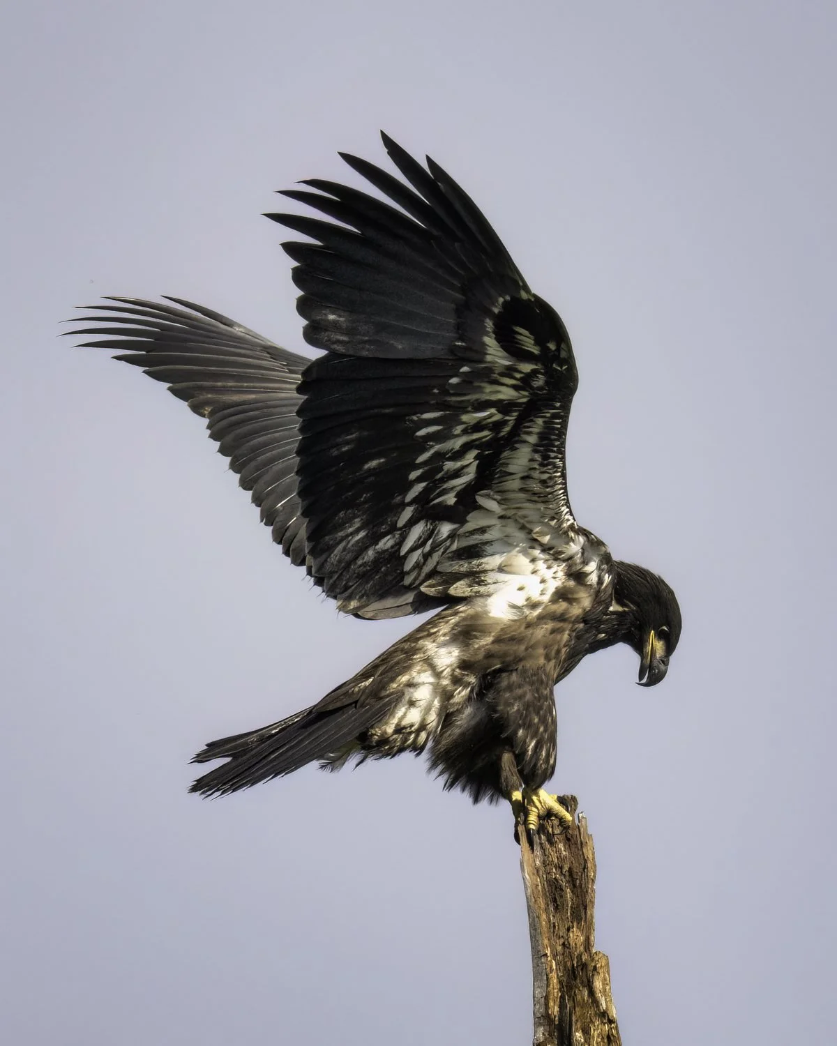 eaglet 1 square.jpg