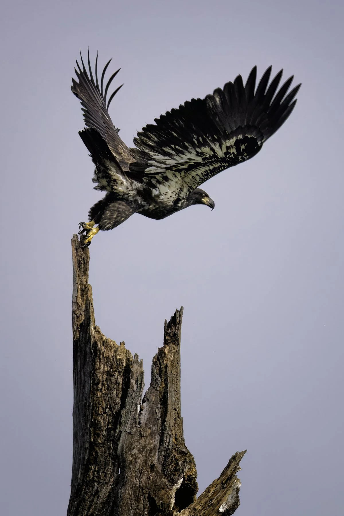 eaglet 3 4x6.jpg