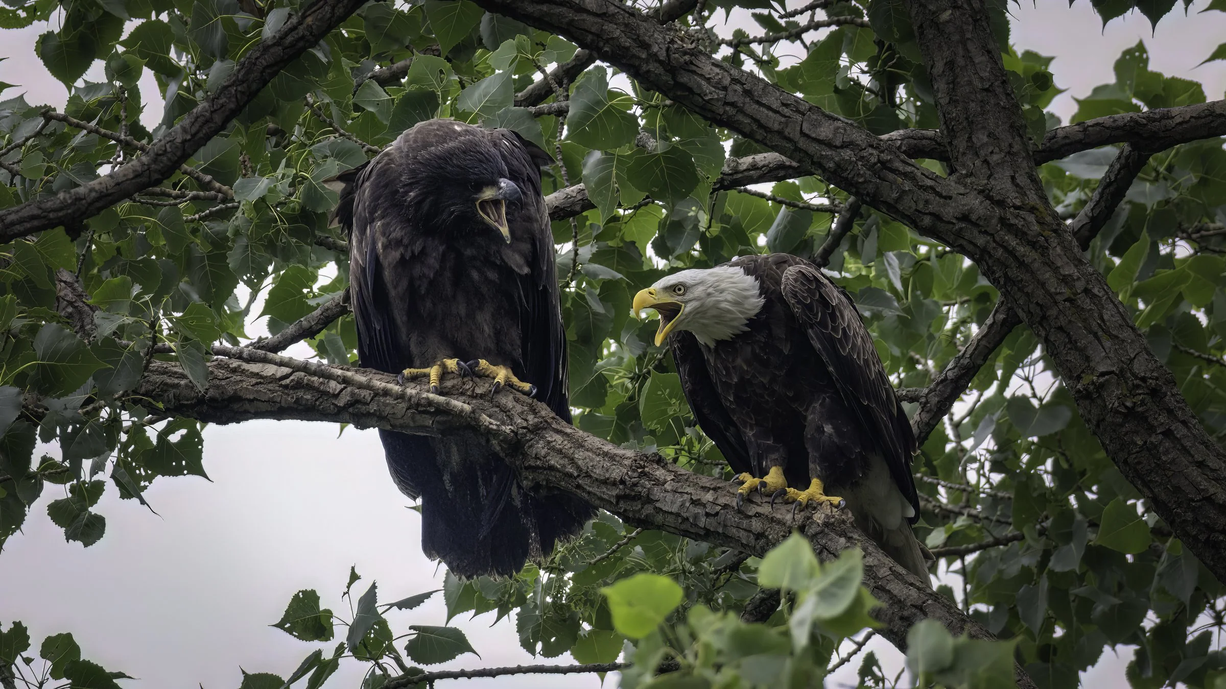 eaglet 10.jpg