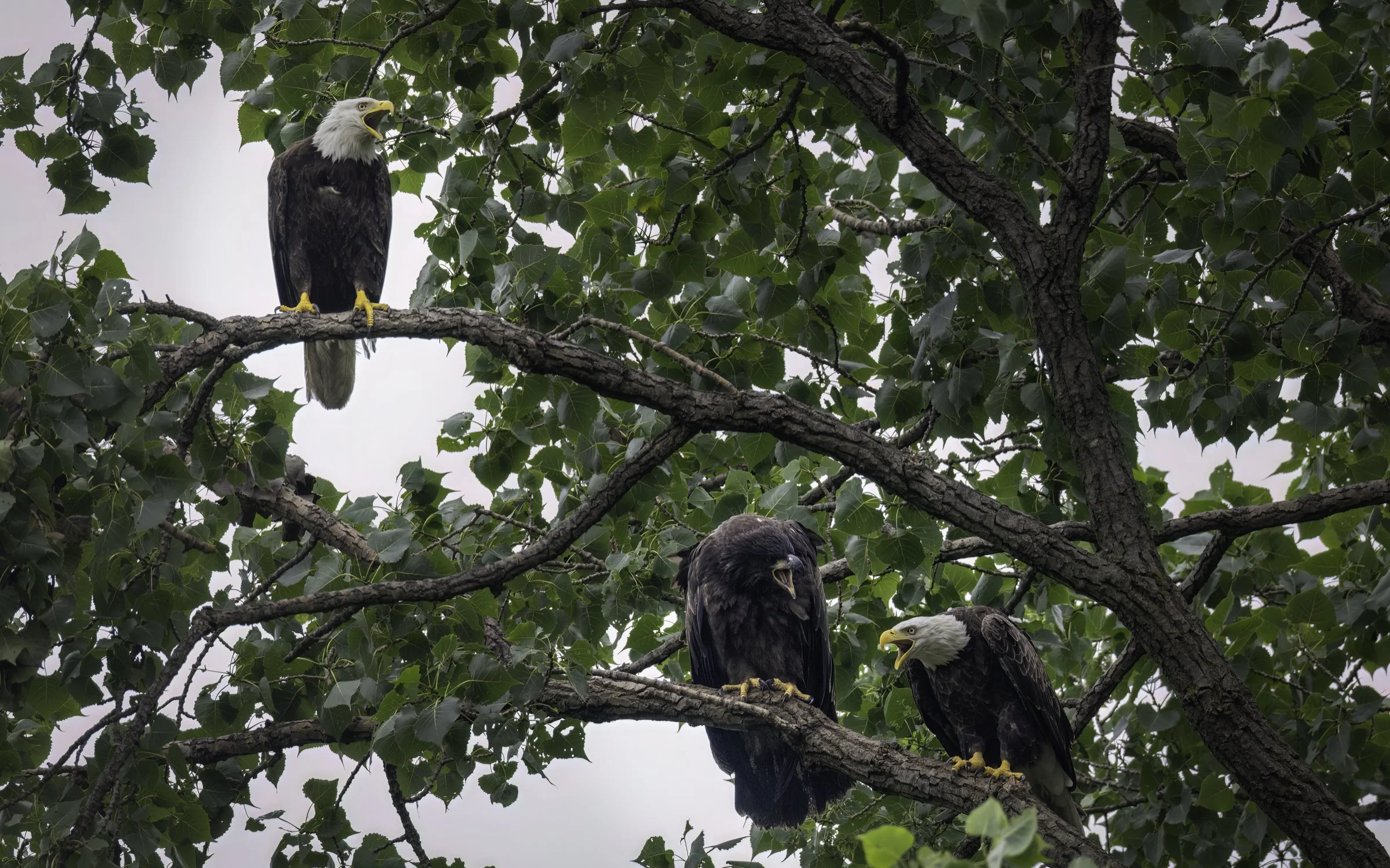 eaglet 9.jpg