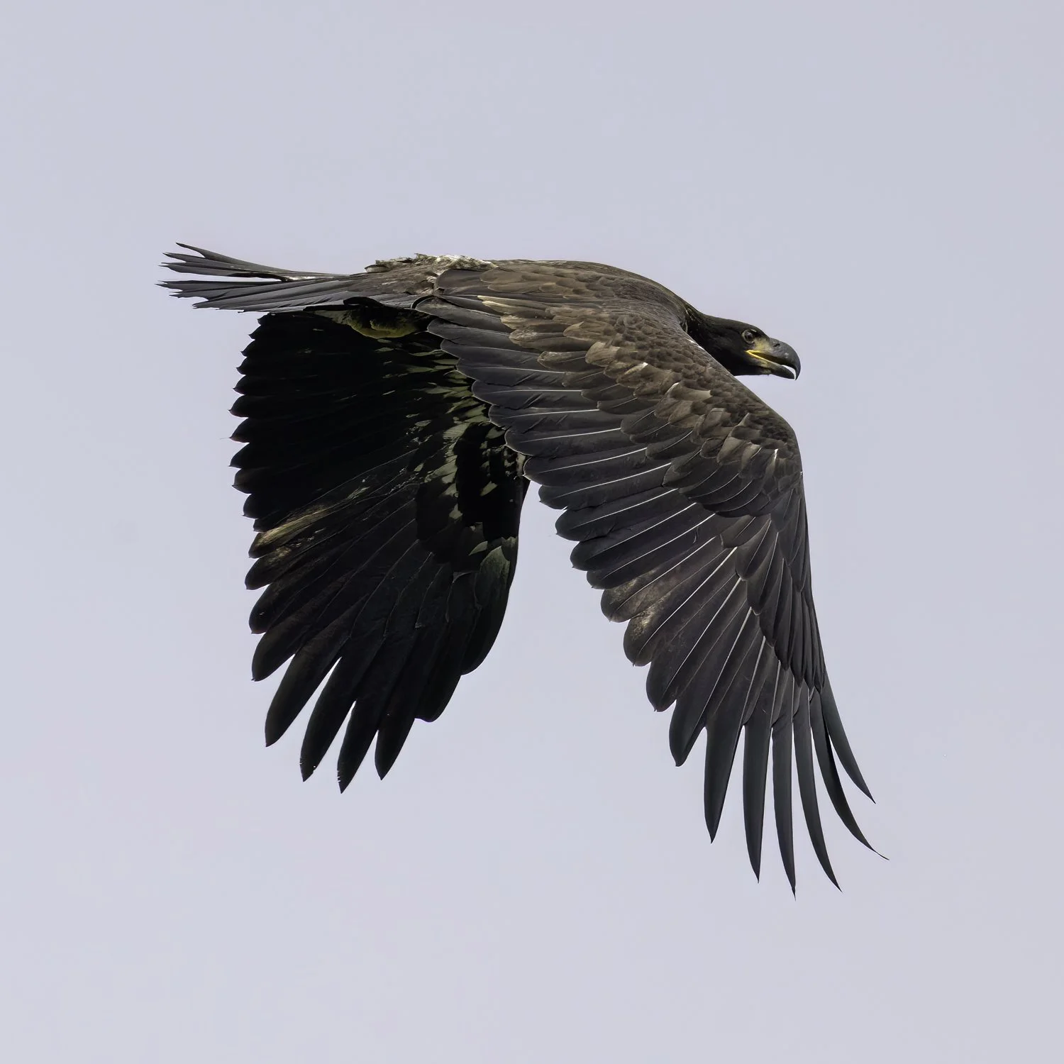 eaglet 11b.jpg