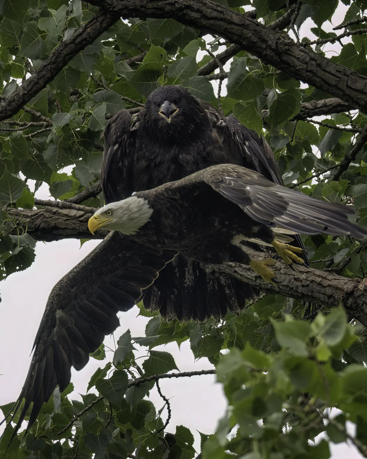 eaglet 5 4x5.jpg