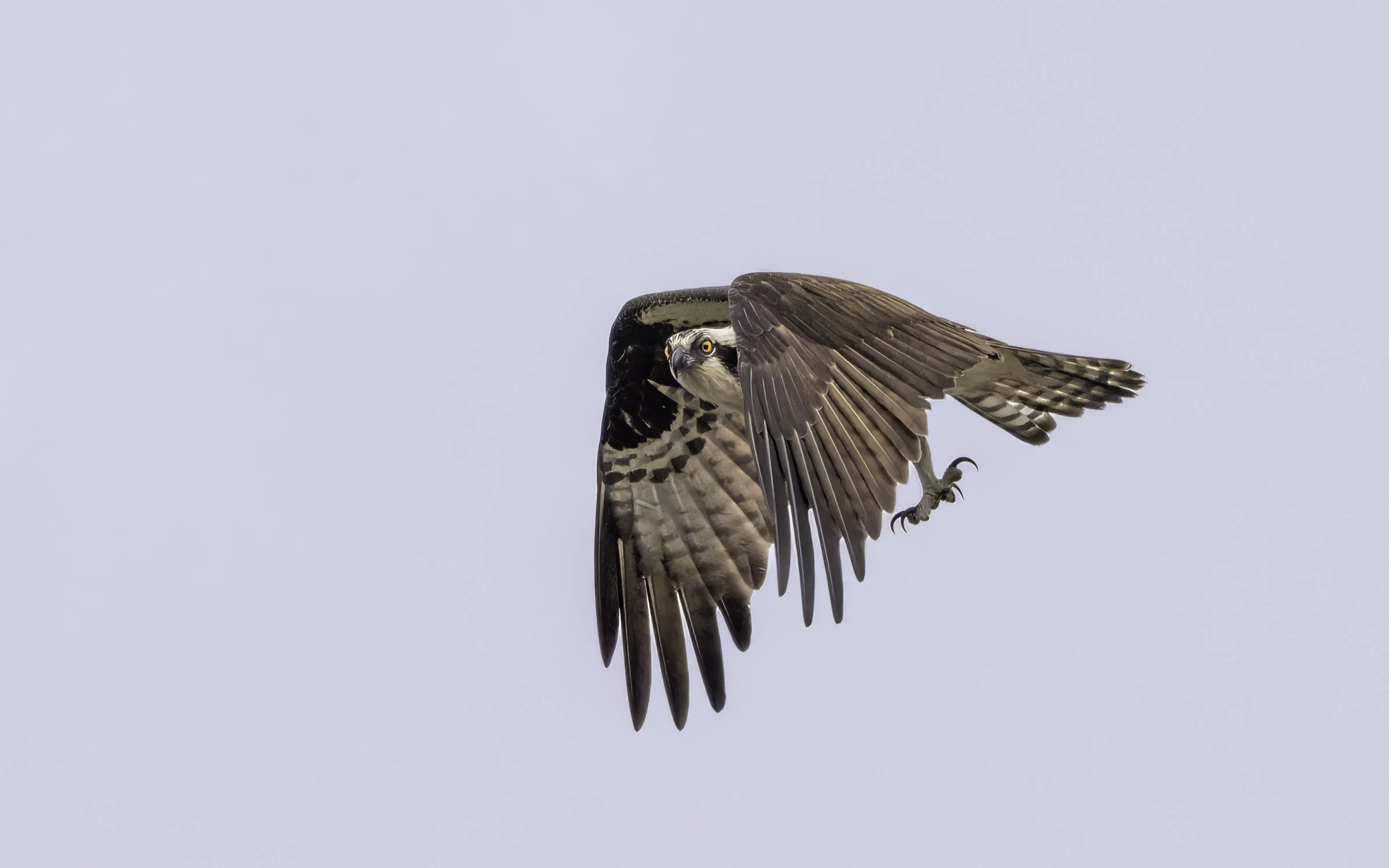 Osprey 27.jpg