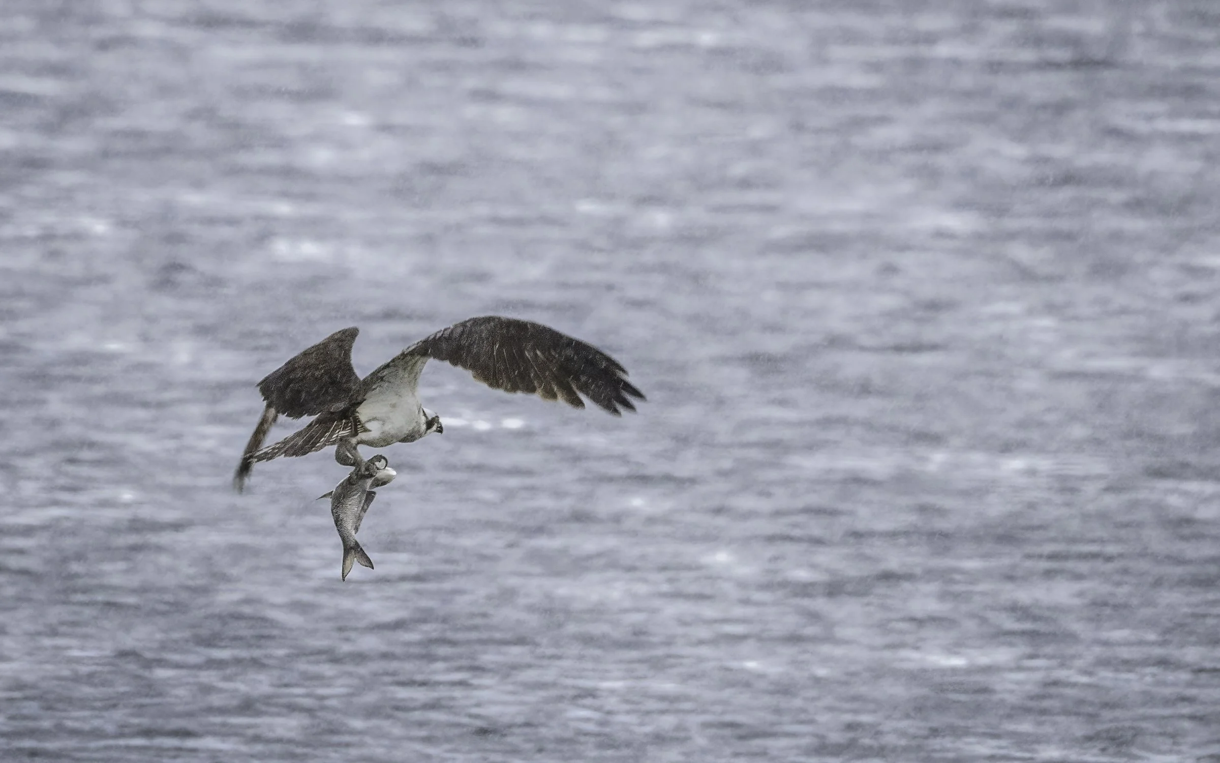 Osprey 2.jpg