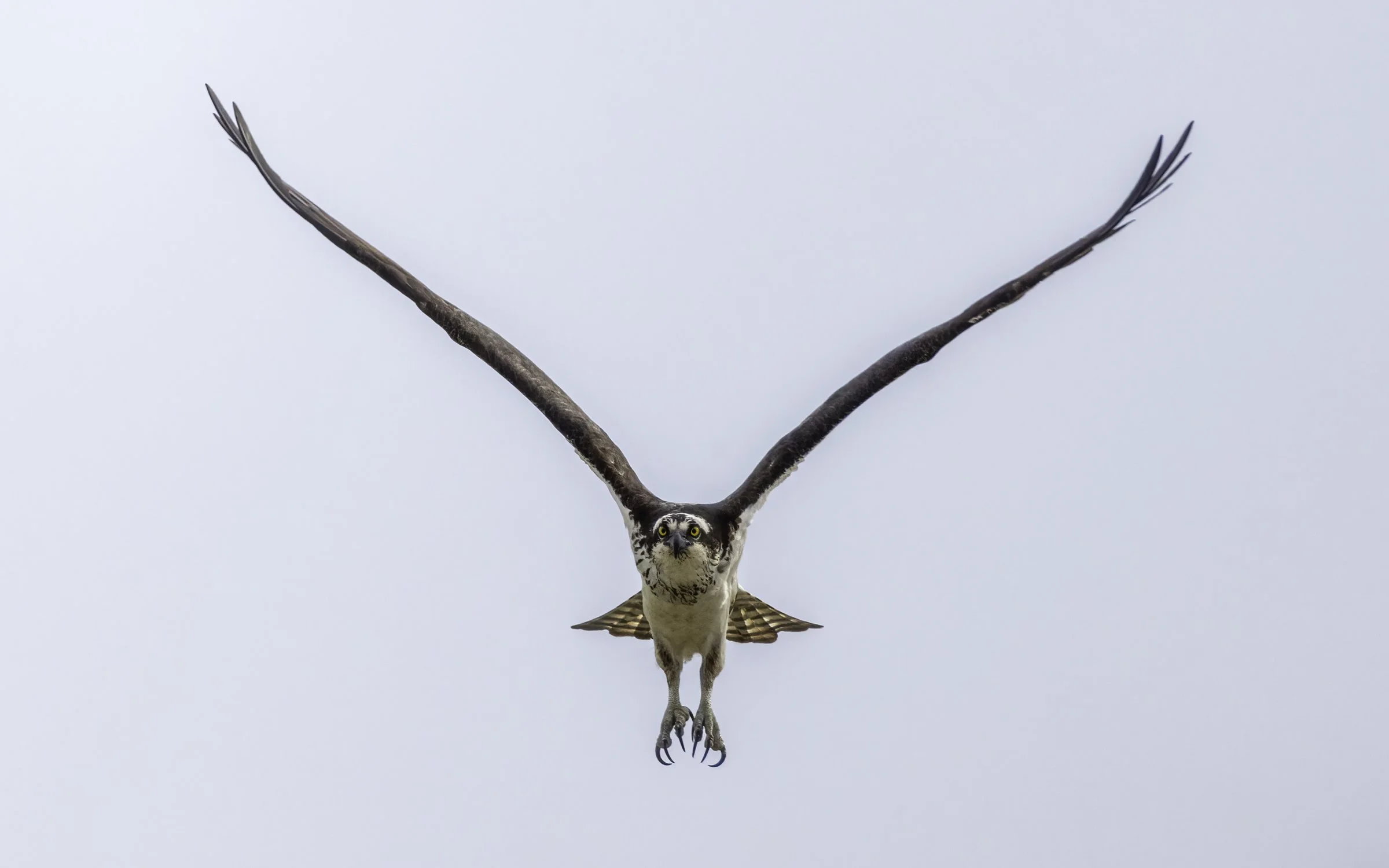 Osprey 38.jpg