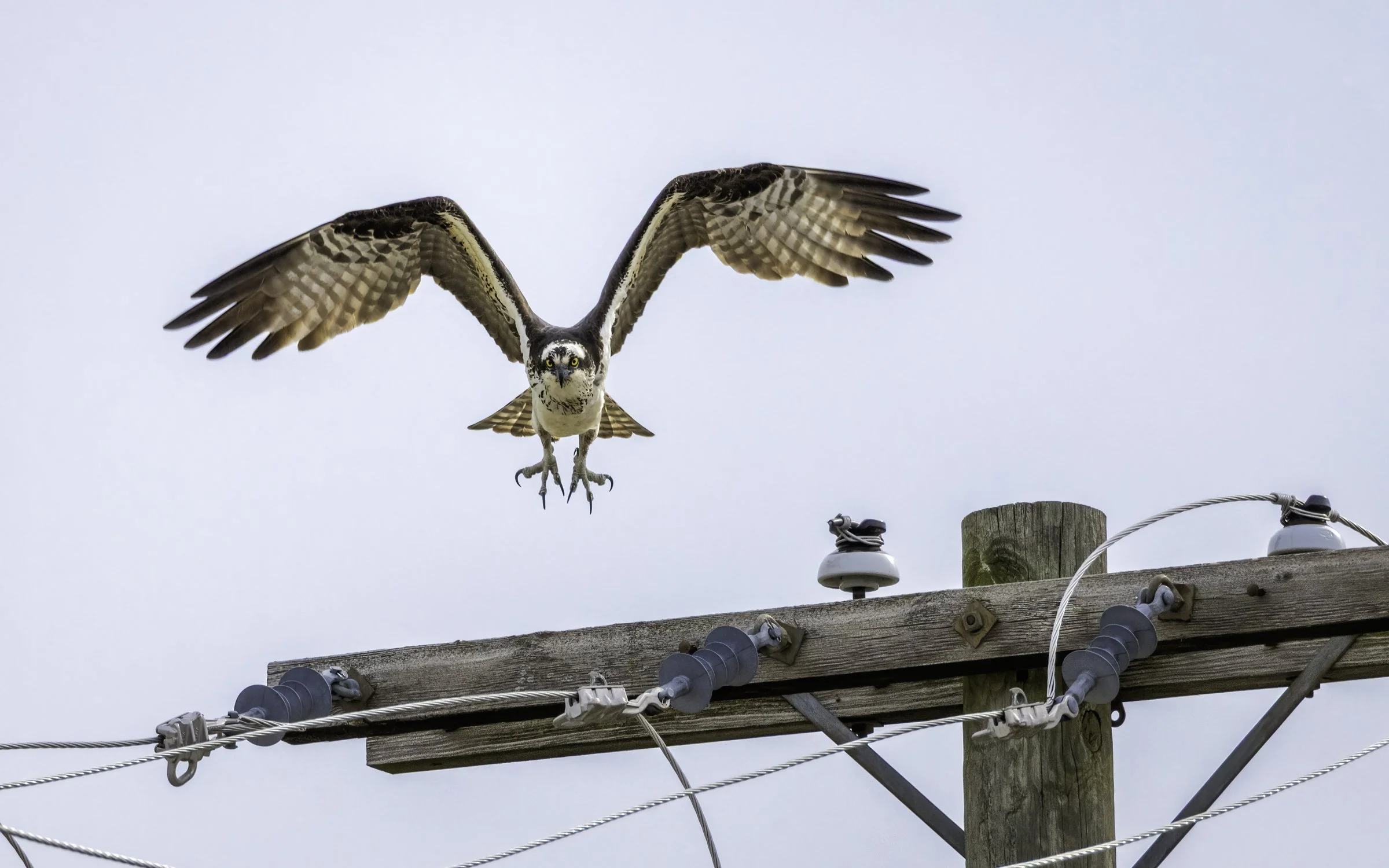Osprey 40.jpg