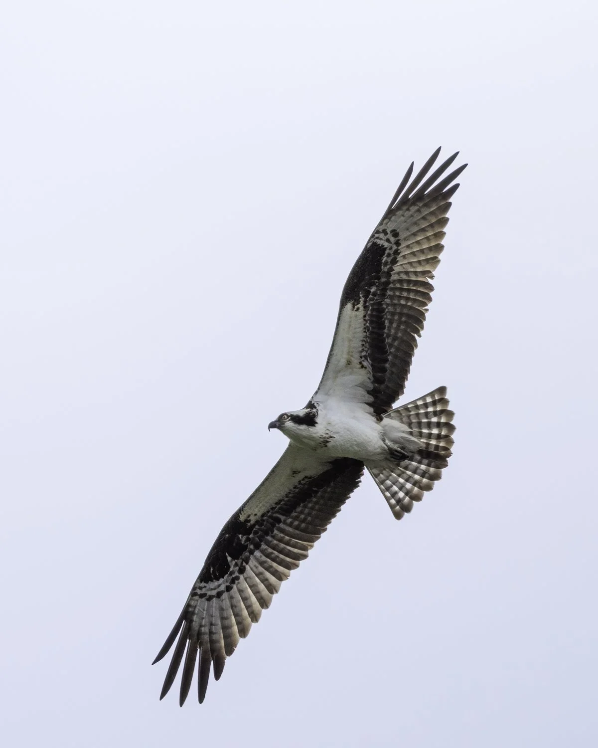 Osprey 49.jpg