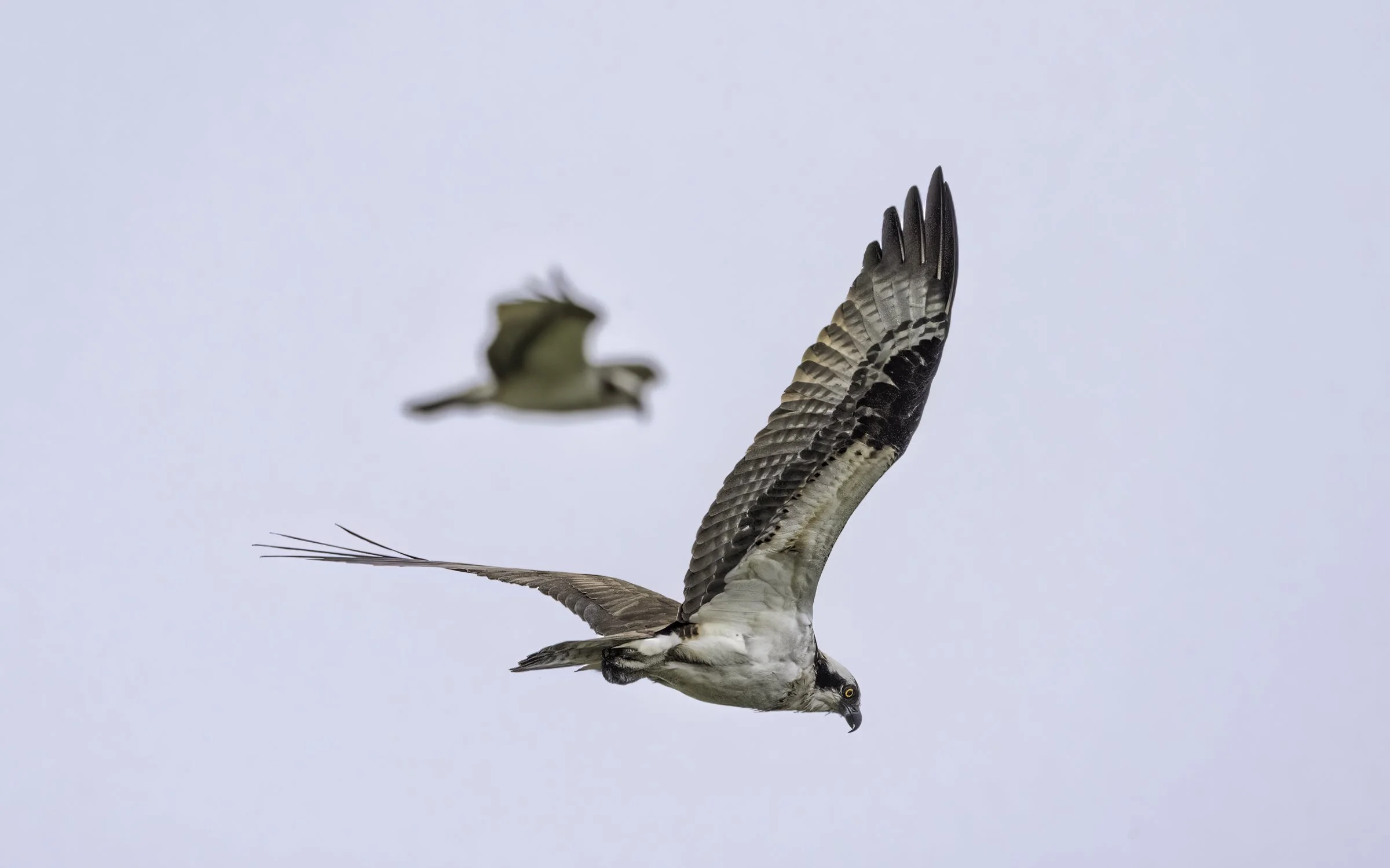 Osprey 54.jpg