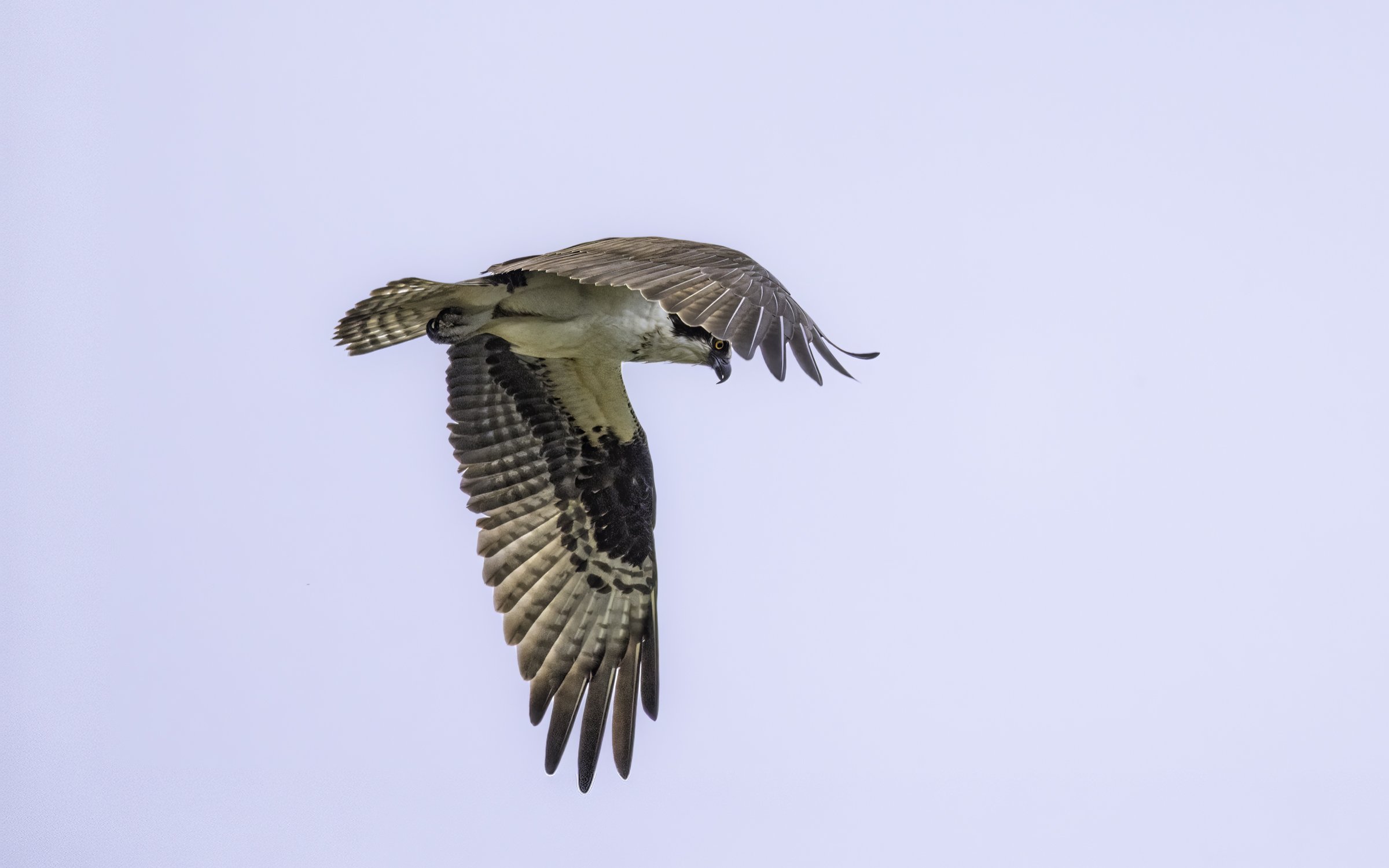Osprey 55.jpg