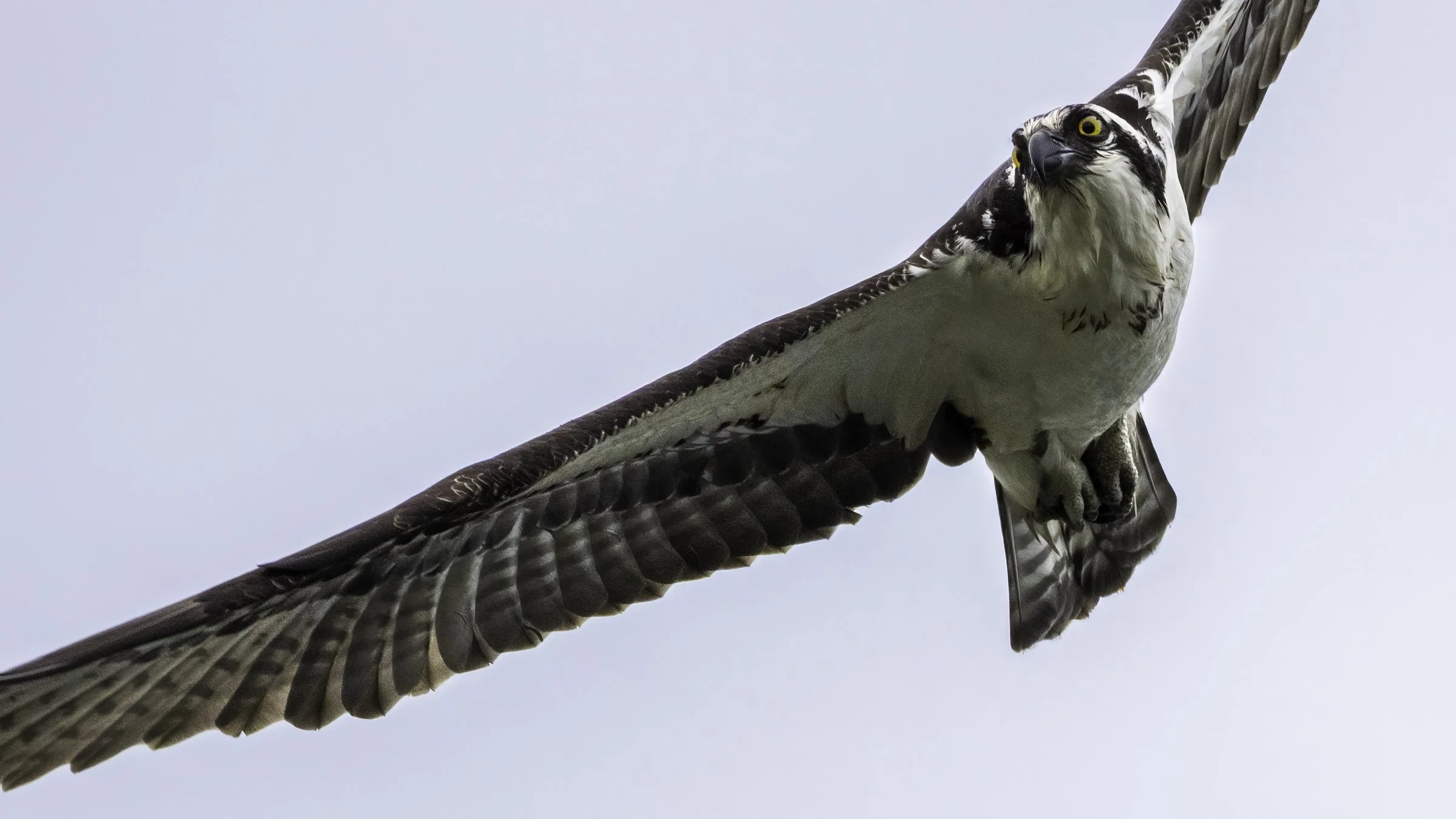 Osprey 60.jpg