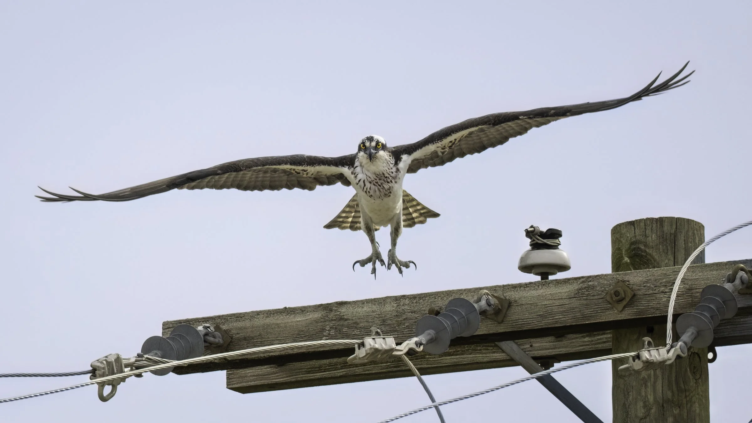 Osprey 43.jpg