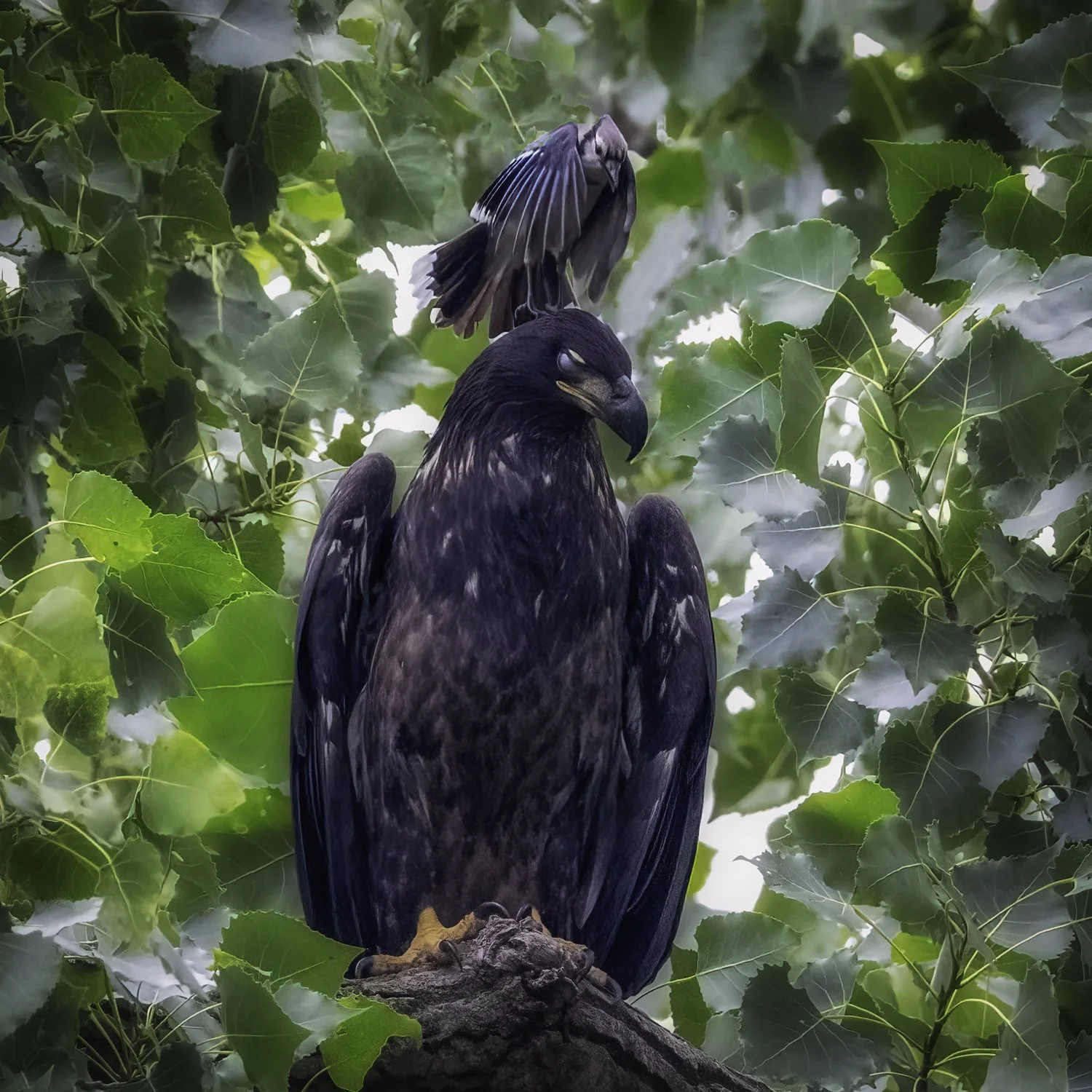 blue jay and eagle sq.jpg