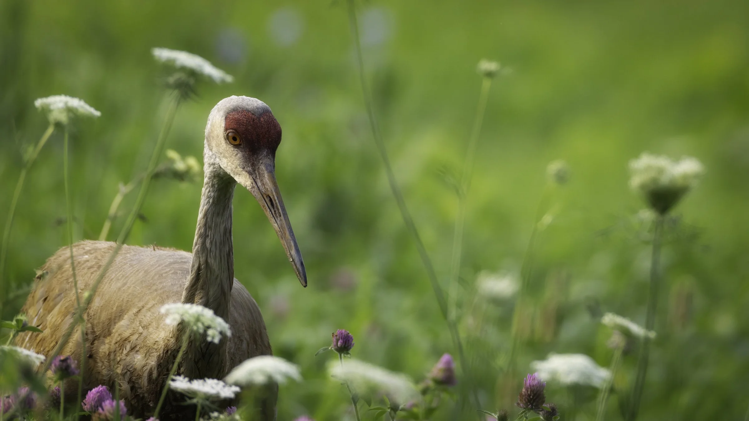 sandhill crane 1.jpg