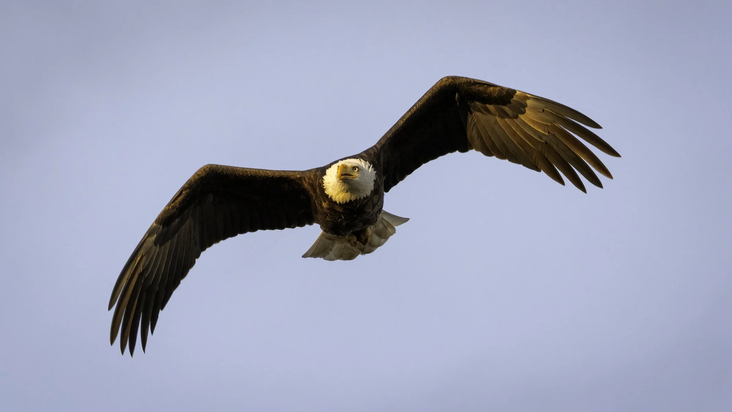 Eagle new sunny.jpg