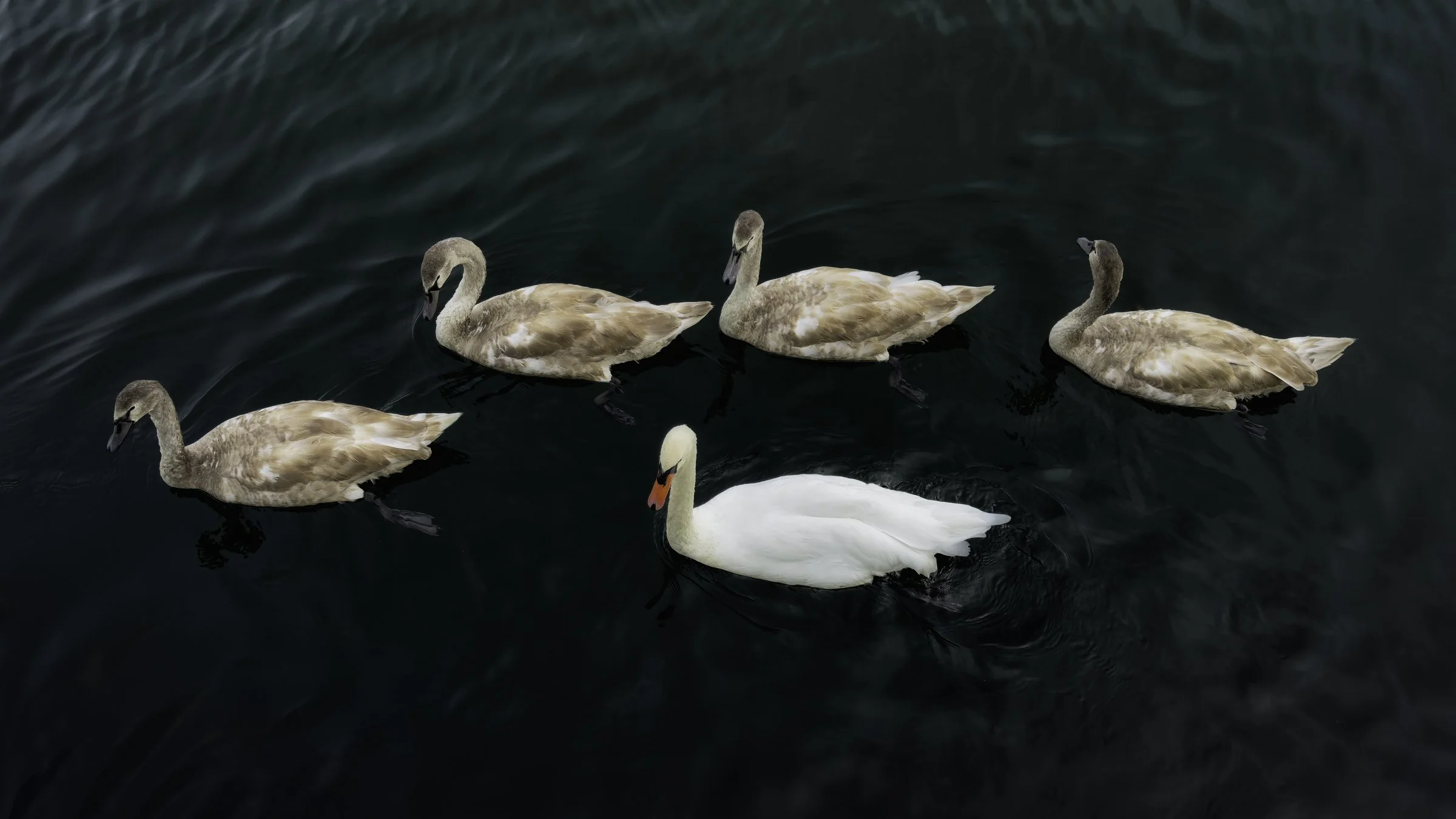 Swans.jpg