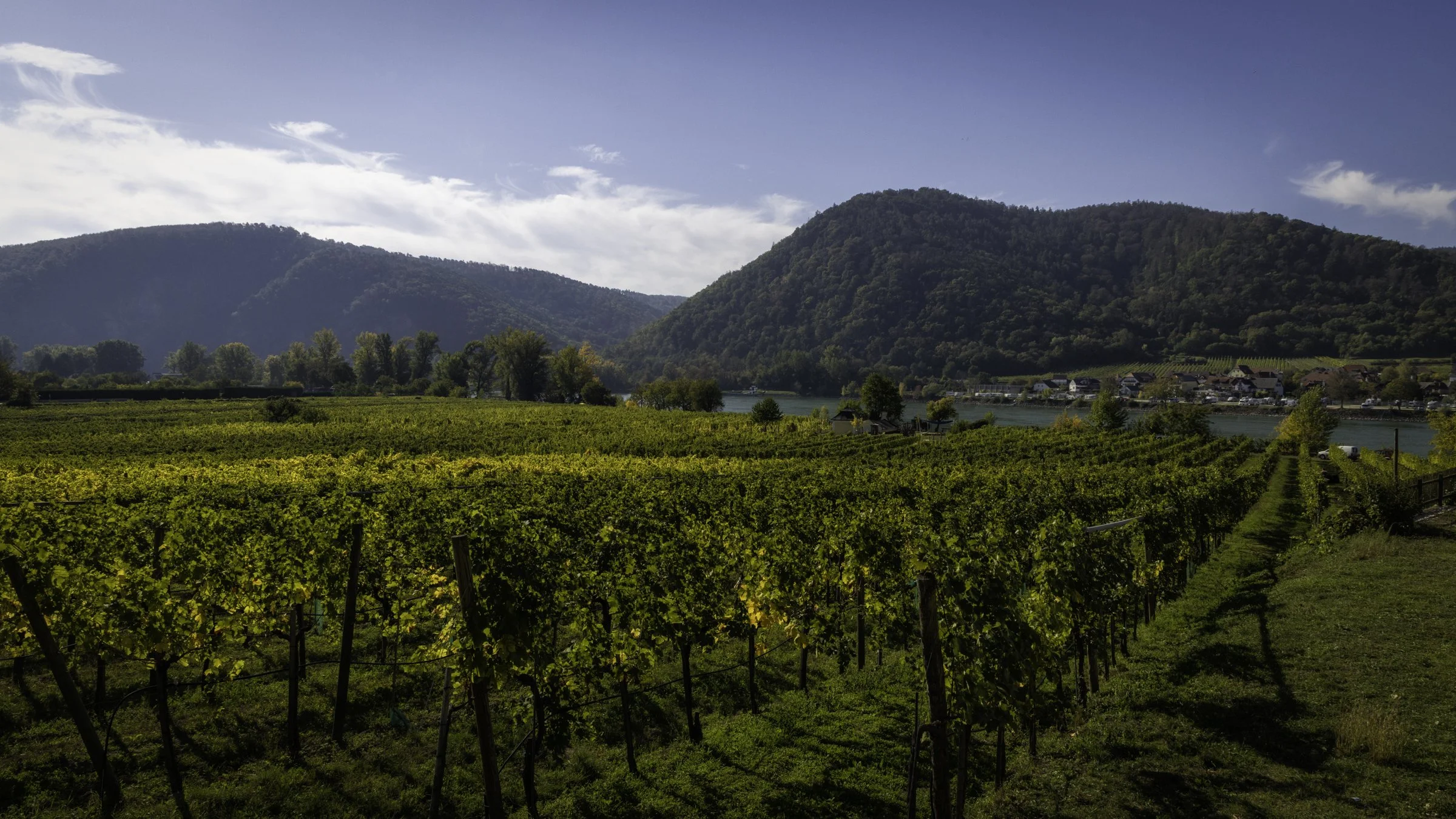Europe wine grapes 1.jpg