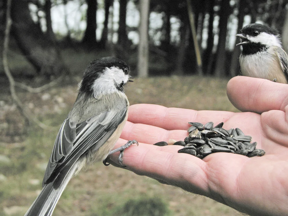 Black-capped Chickadees are curious and will feed out of your hand after a few days of acclimation.